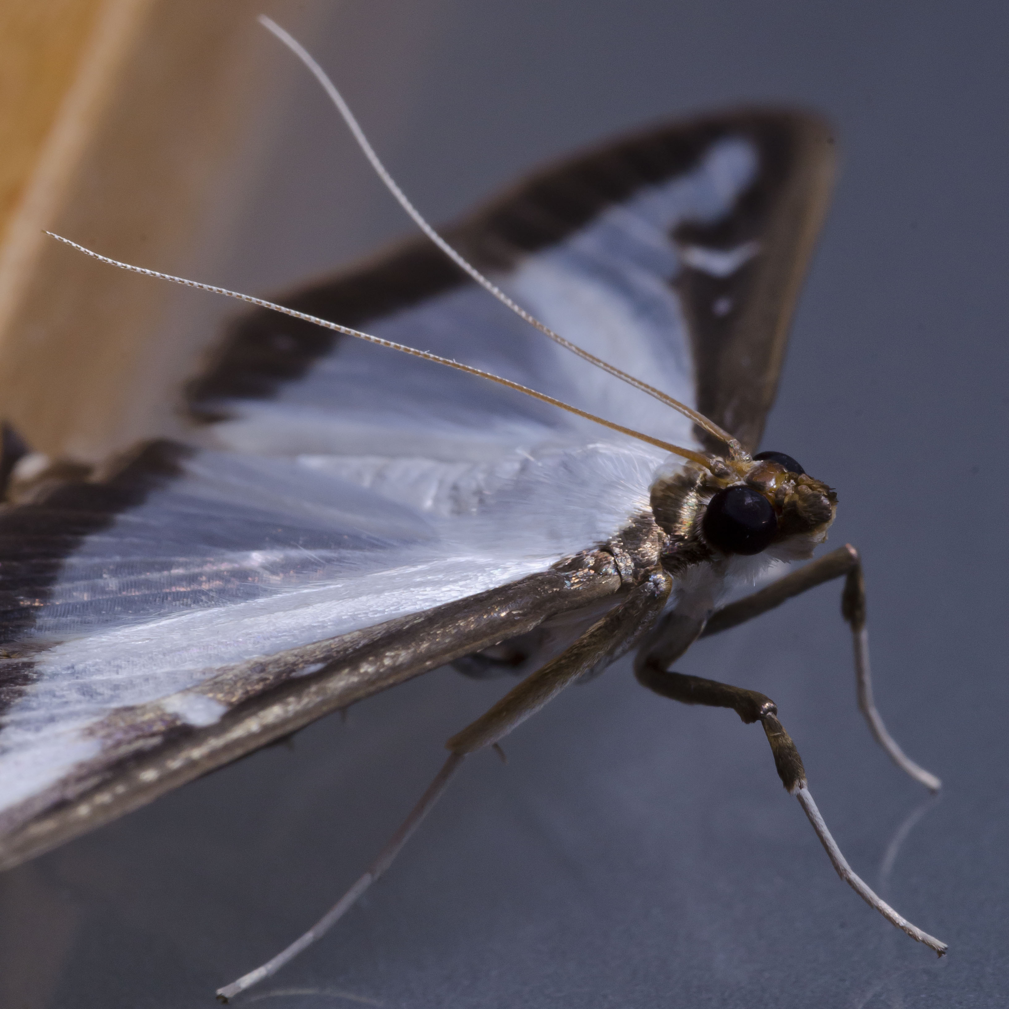Cydalima perspectalis-pjt2