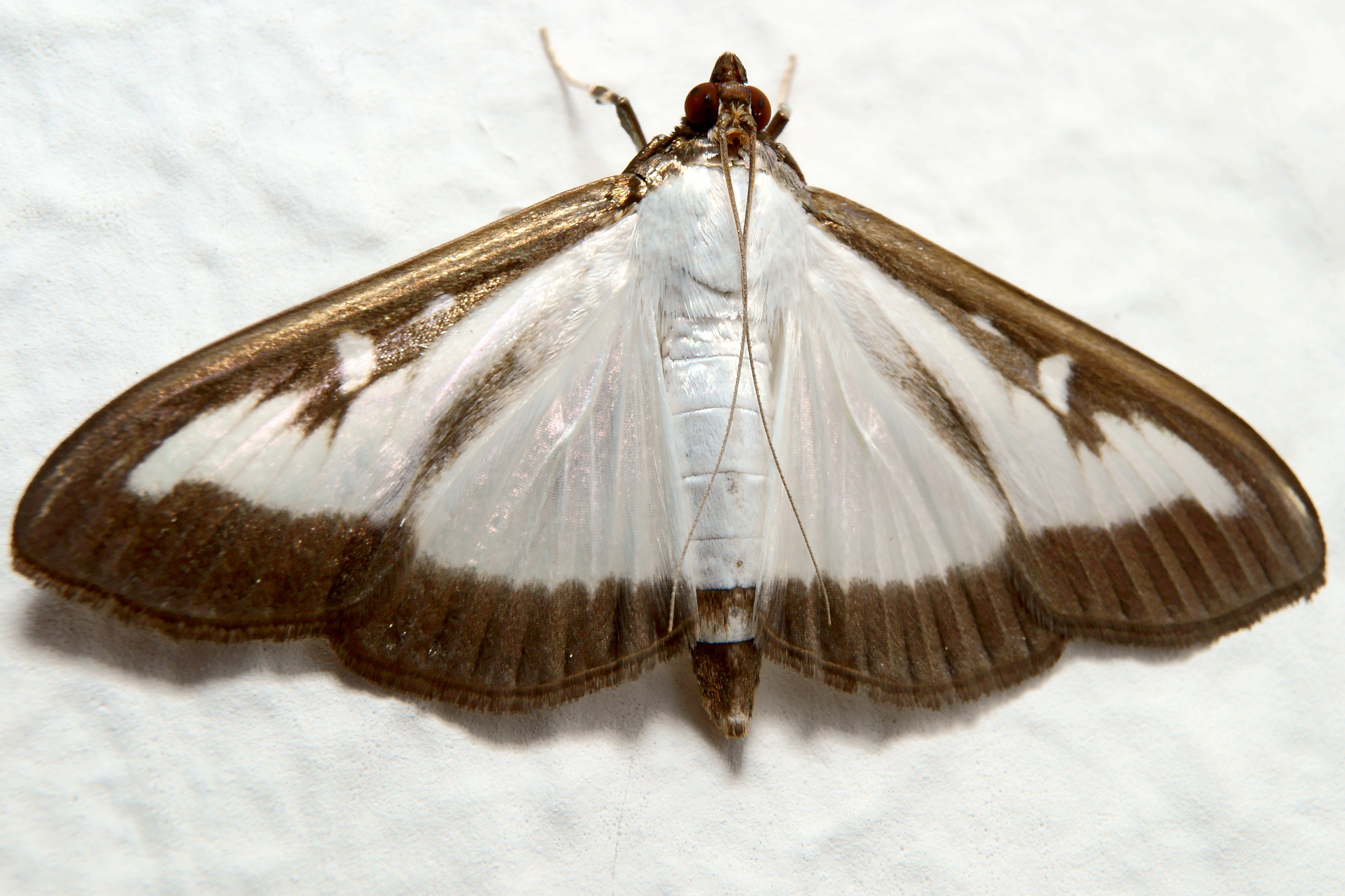Cydalima perspectalis 011997