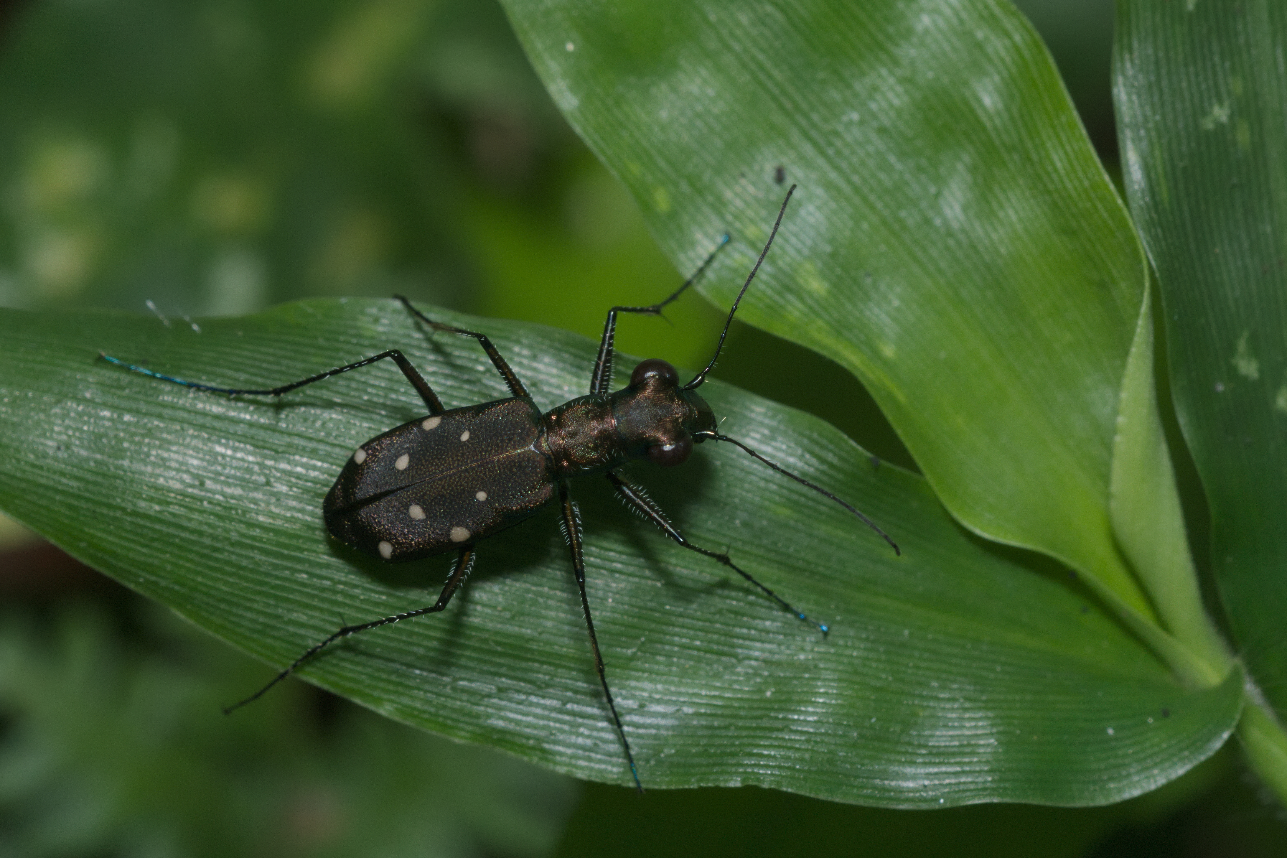 Cylindera-Kadavoor-2016-04-01-001