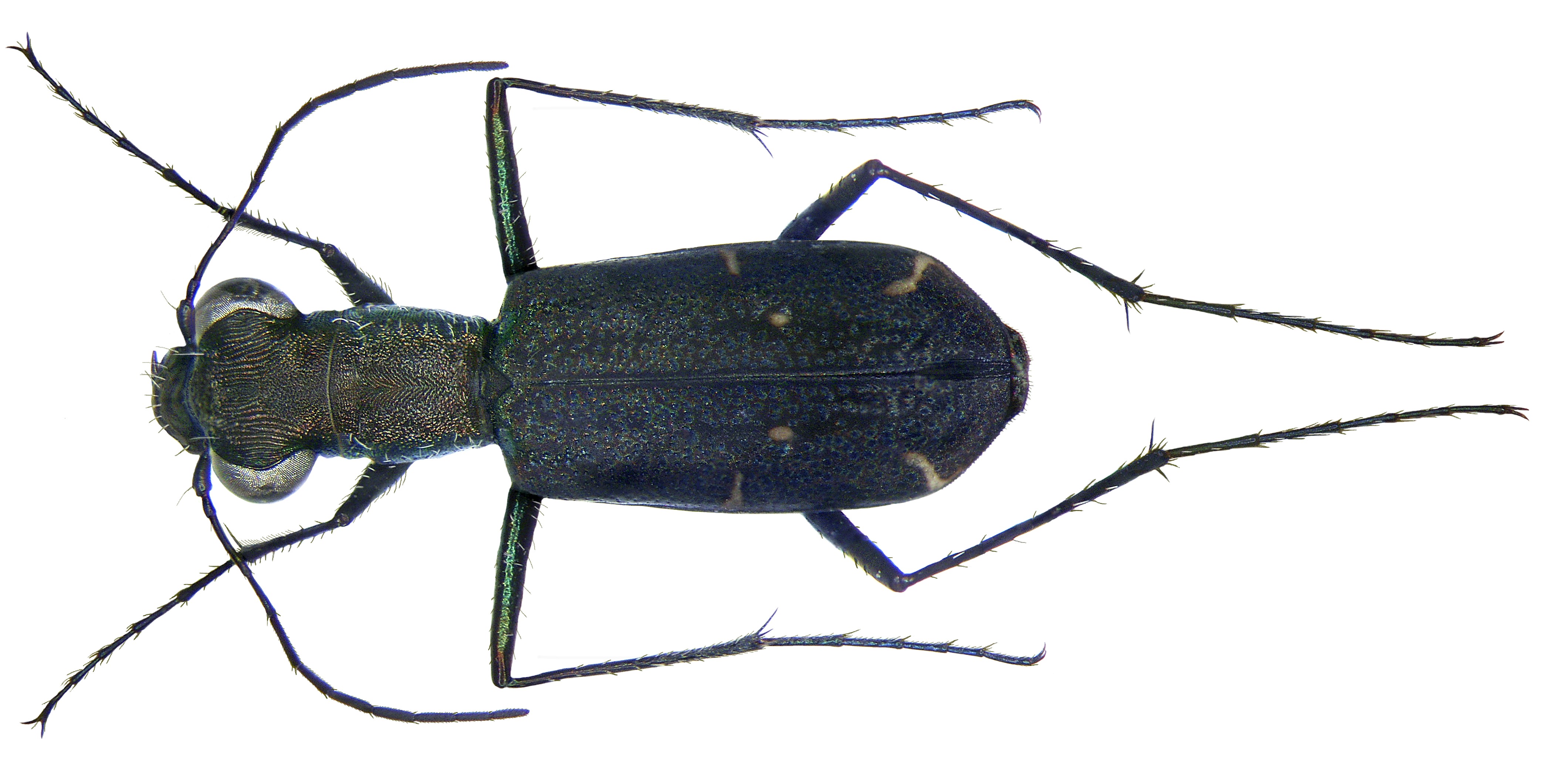 Cylindera viduata (Fabricius, 1801) (2931411515)
