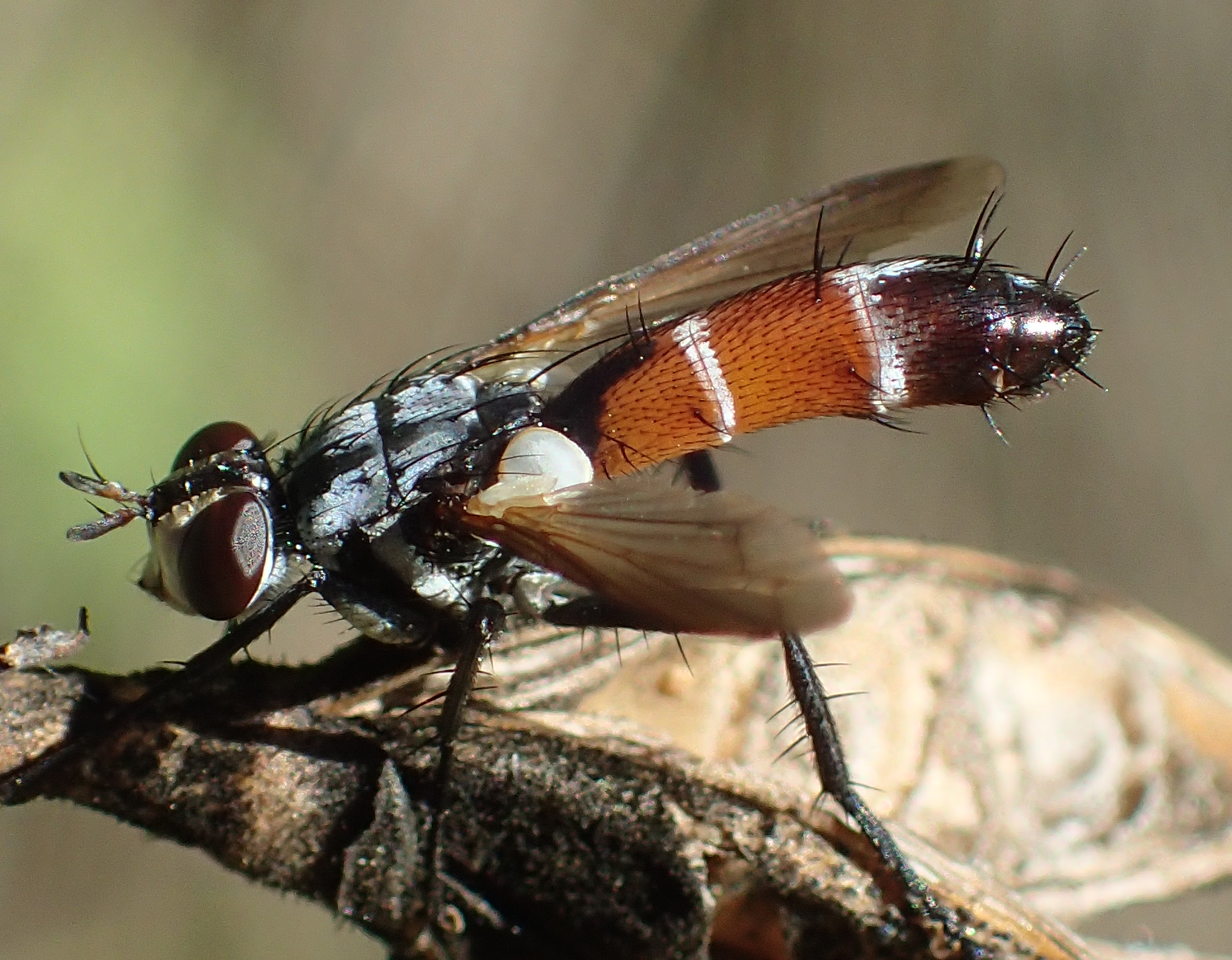 Cylindromyia sp. Greece