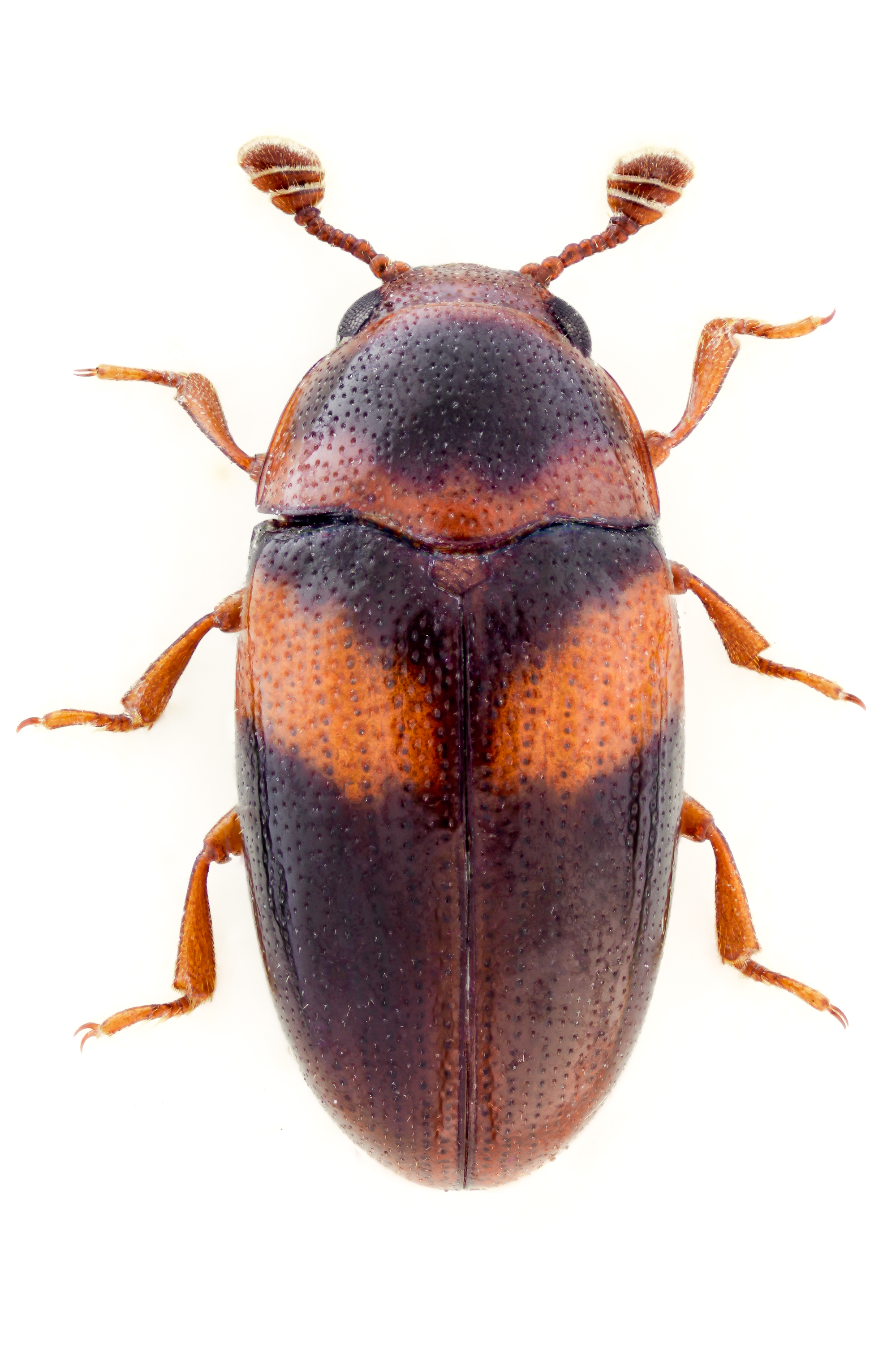 Dacne picta