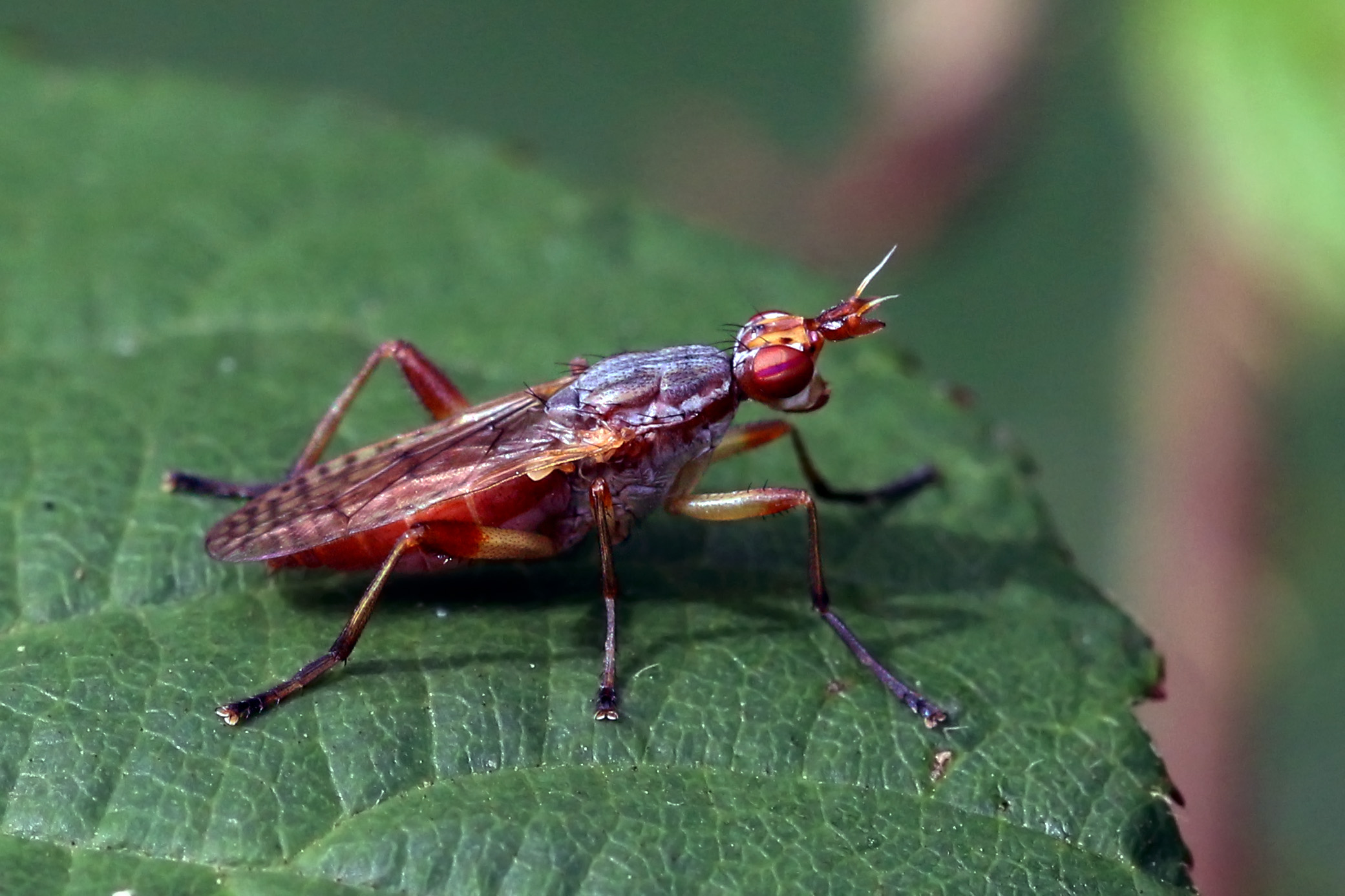 Daffodil fly (Norellia spinipes)