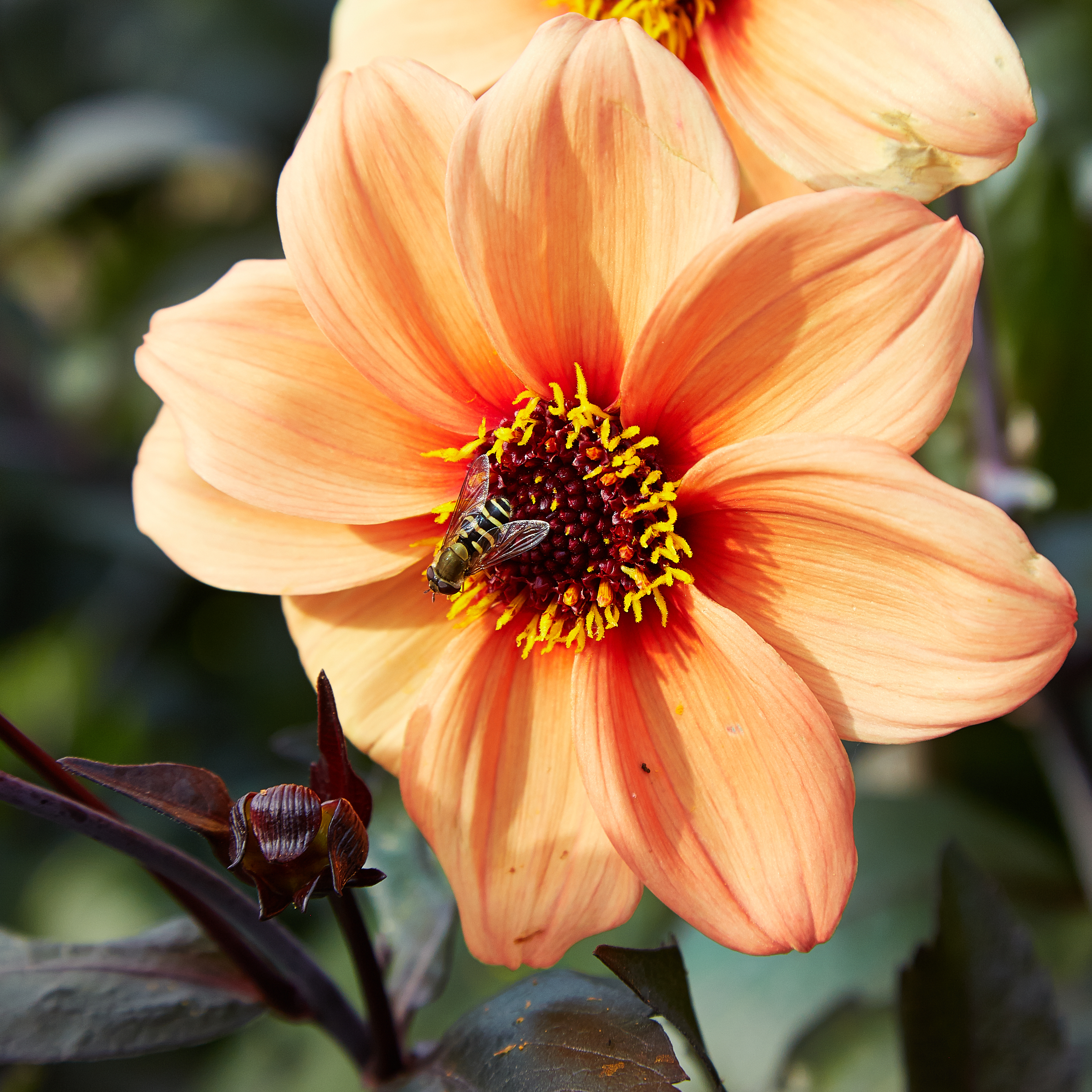 Dahlia sp.-IMG 9281