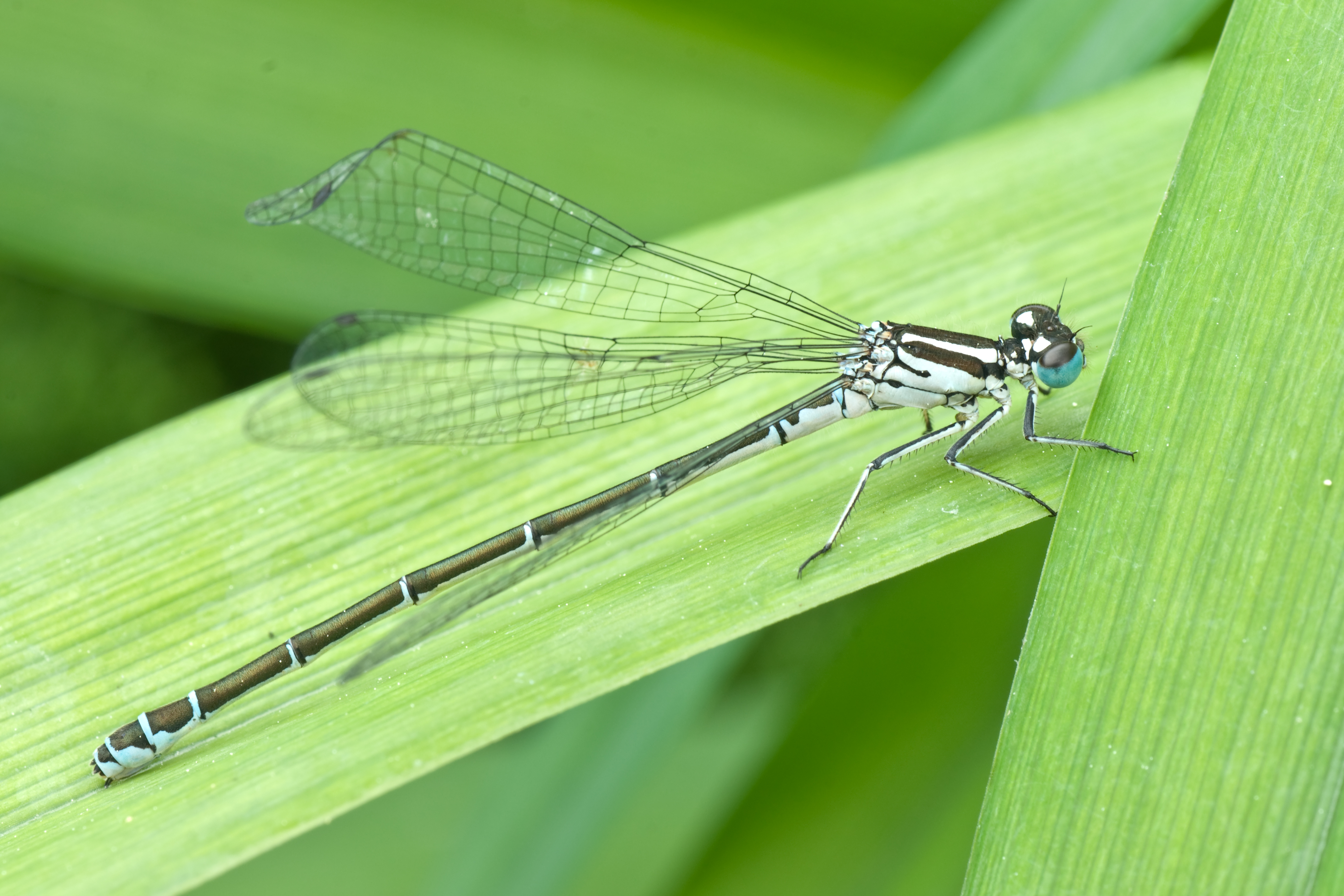 Damselfly 01 (MK)