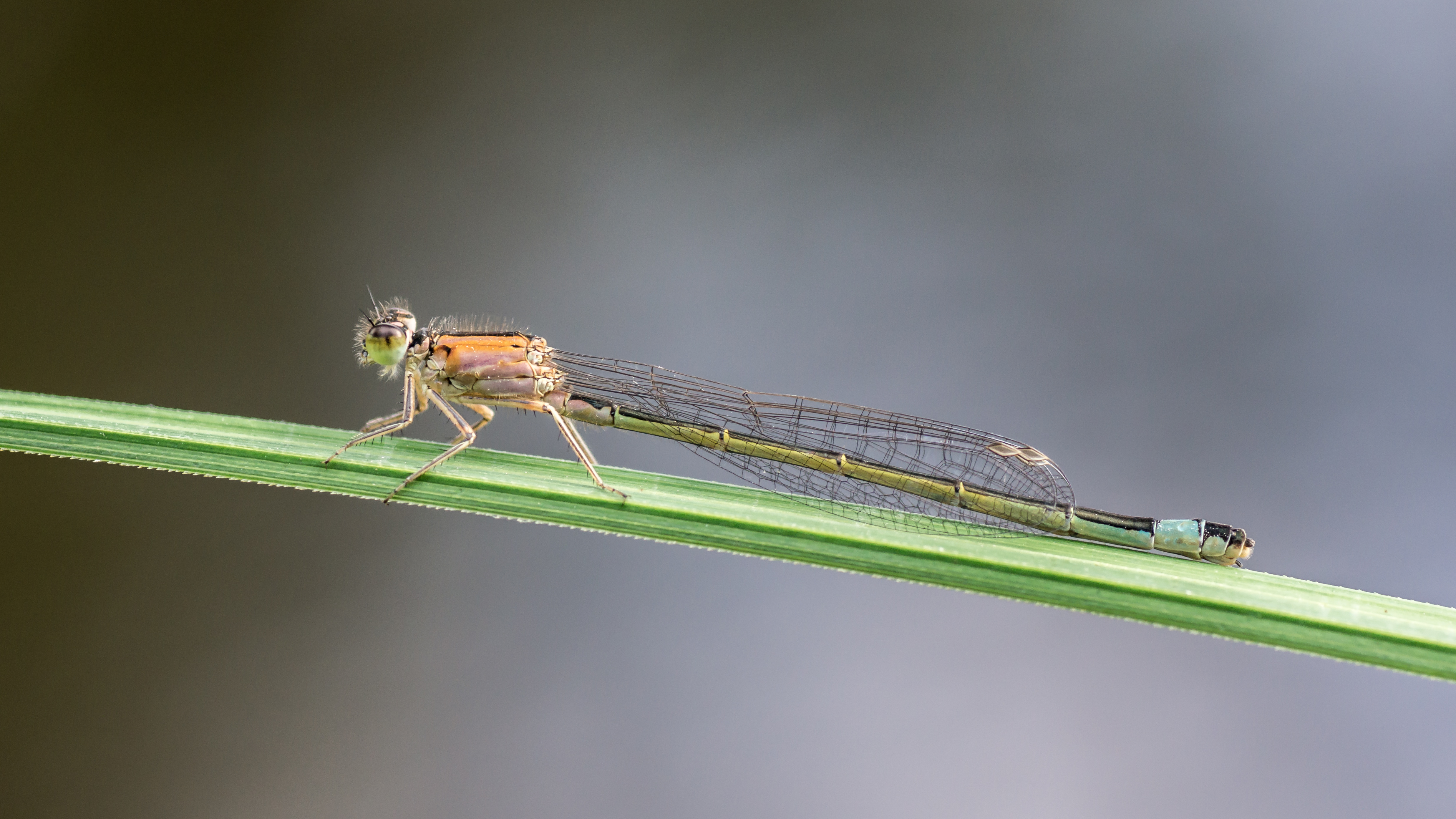 Damselfly 07 (MK)