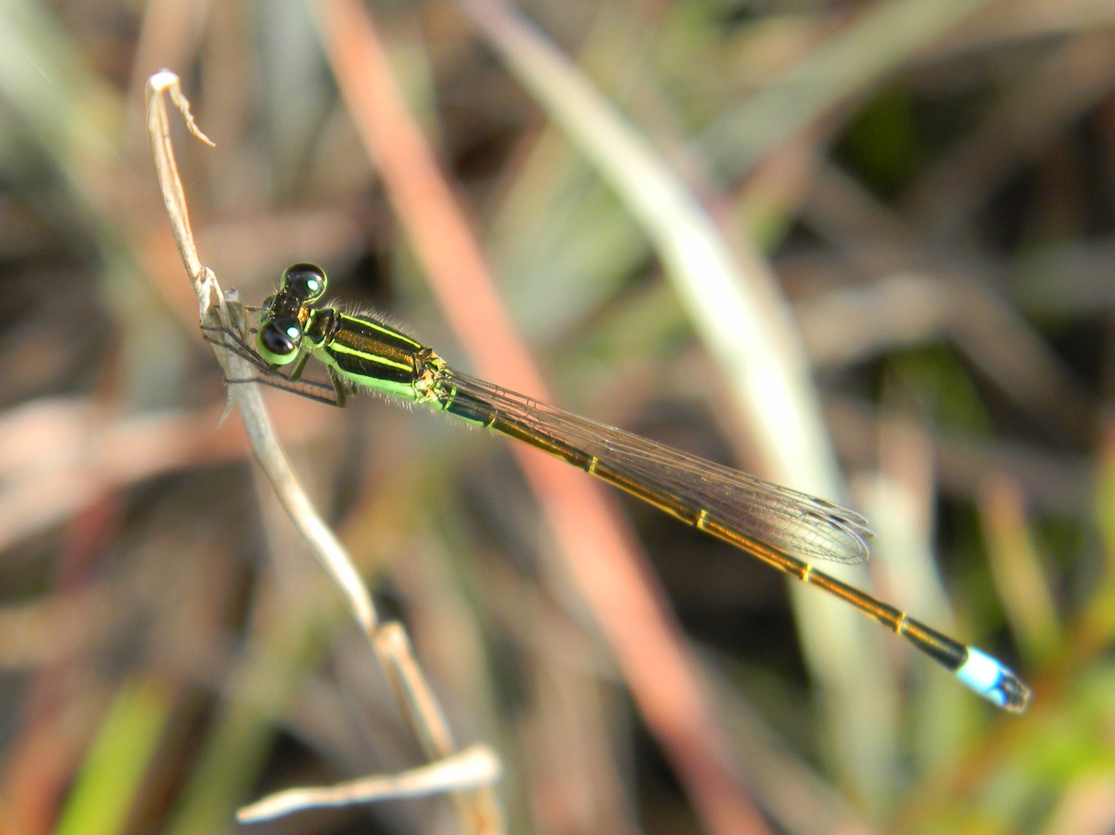 Damselfly (4630116084)