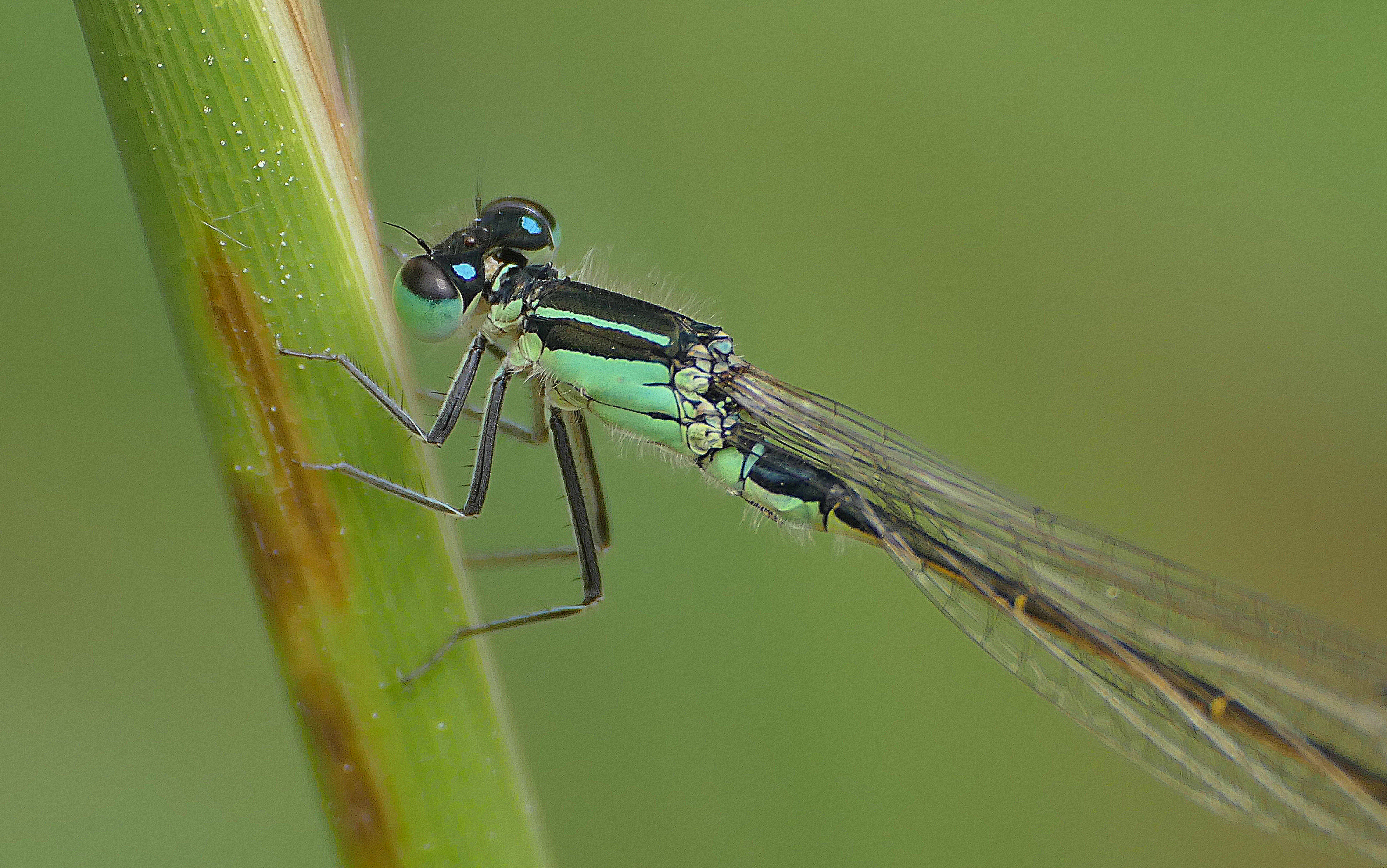 Damselfly - Teichlibelle (18290436146)