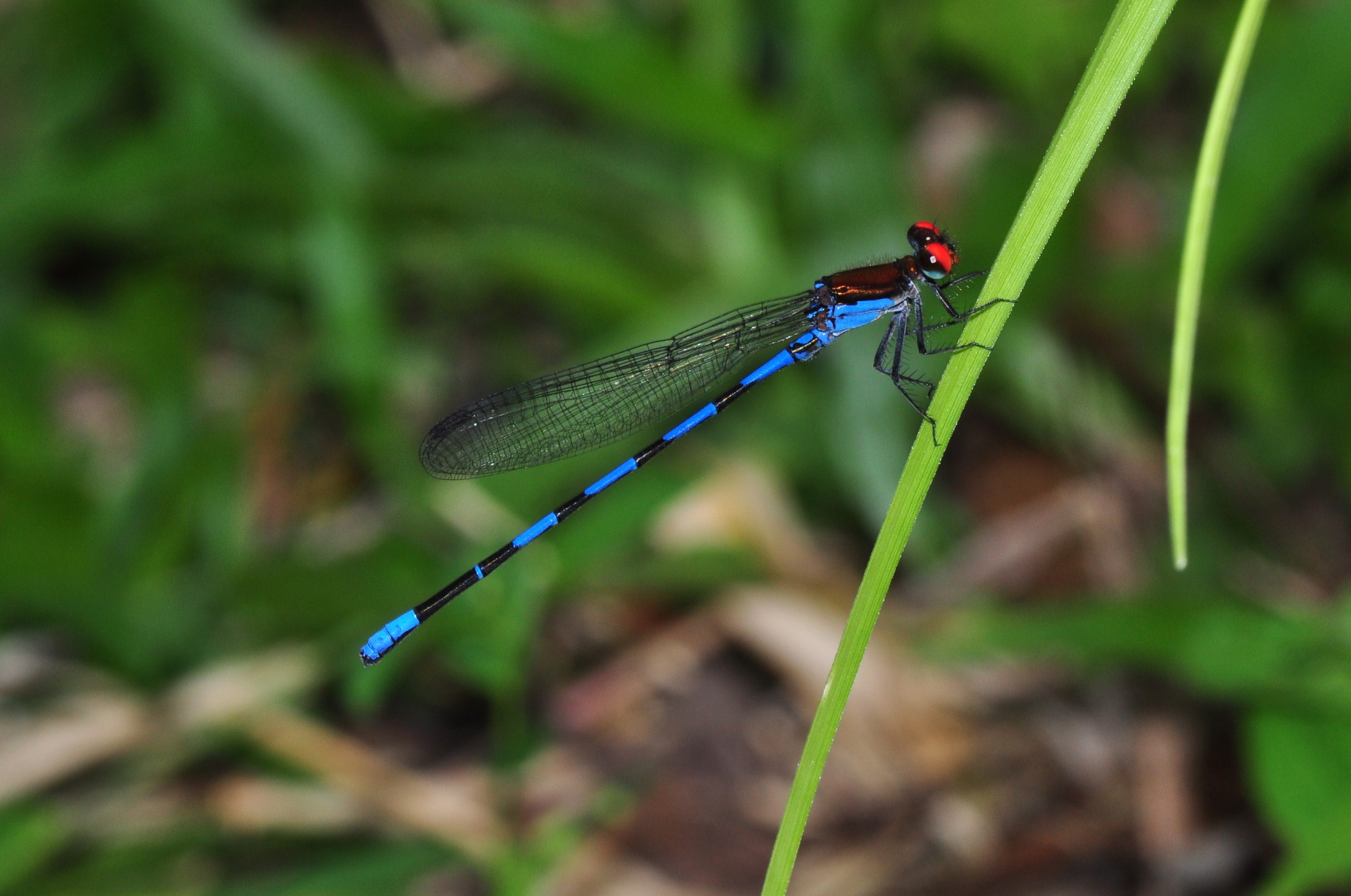 Damselfly Argia cupraurea (male) (9840896614)