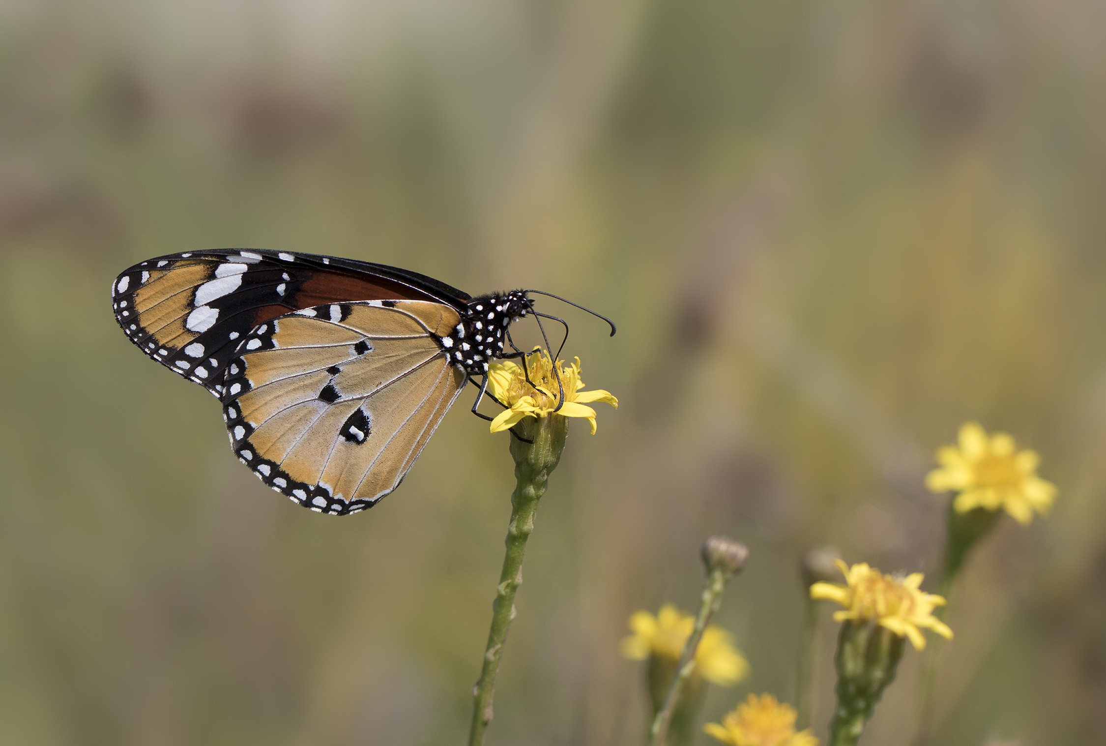 Danaus chrysippus - African monarch 10-2