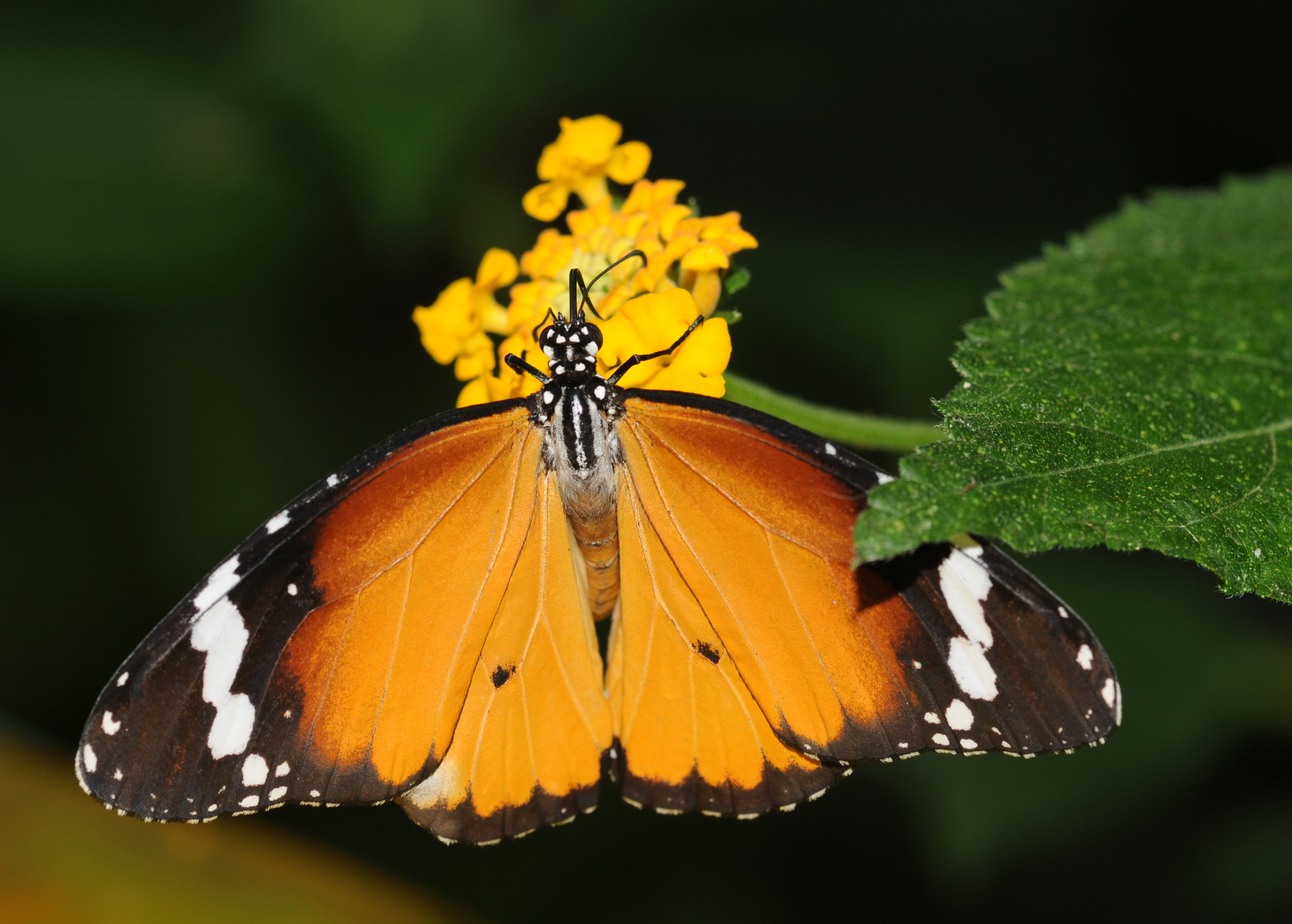 Danaus chrysippus (1)