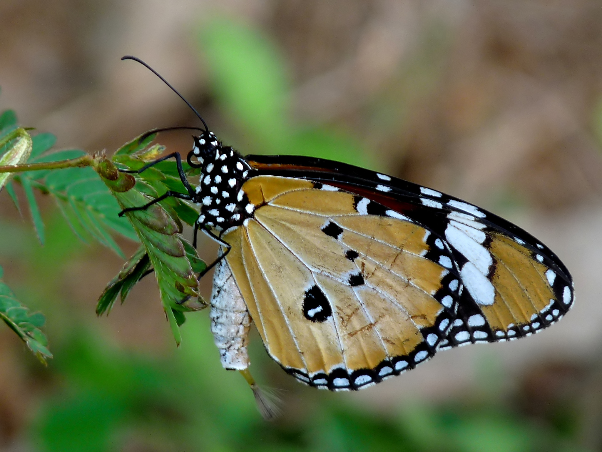 Danaus chrysippus male 2 by kadavoor