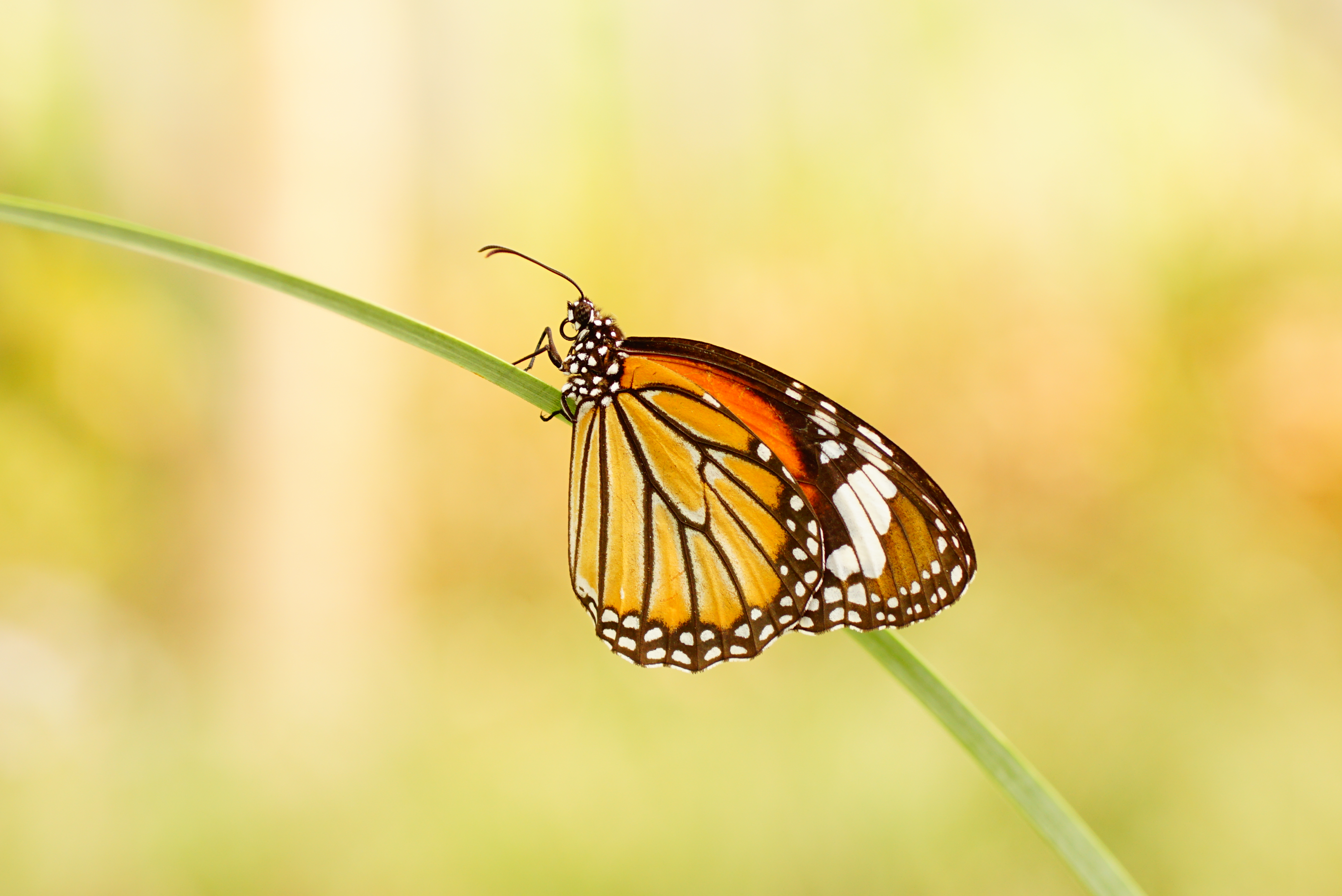 Danaus genutia 06866