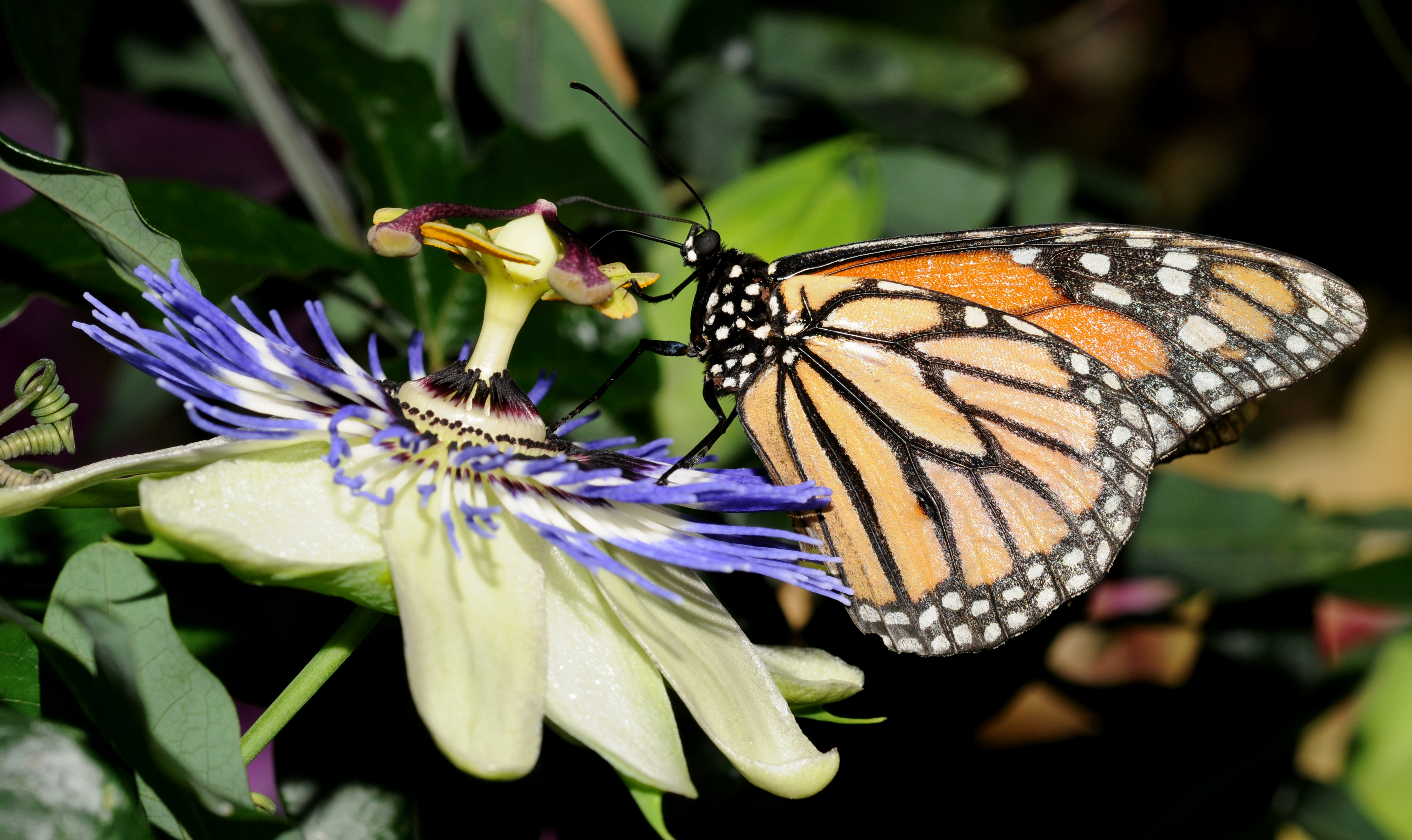 Danaus plexippus (6)