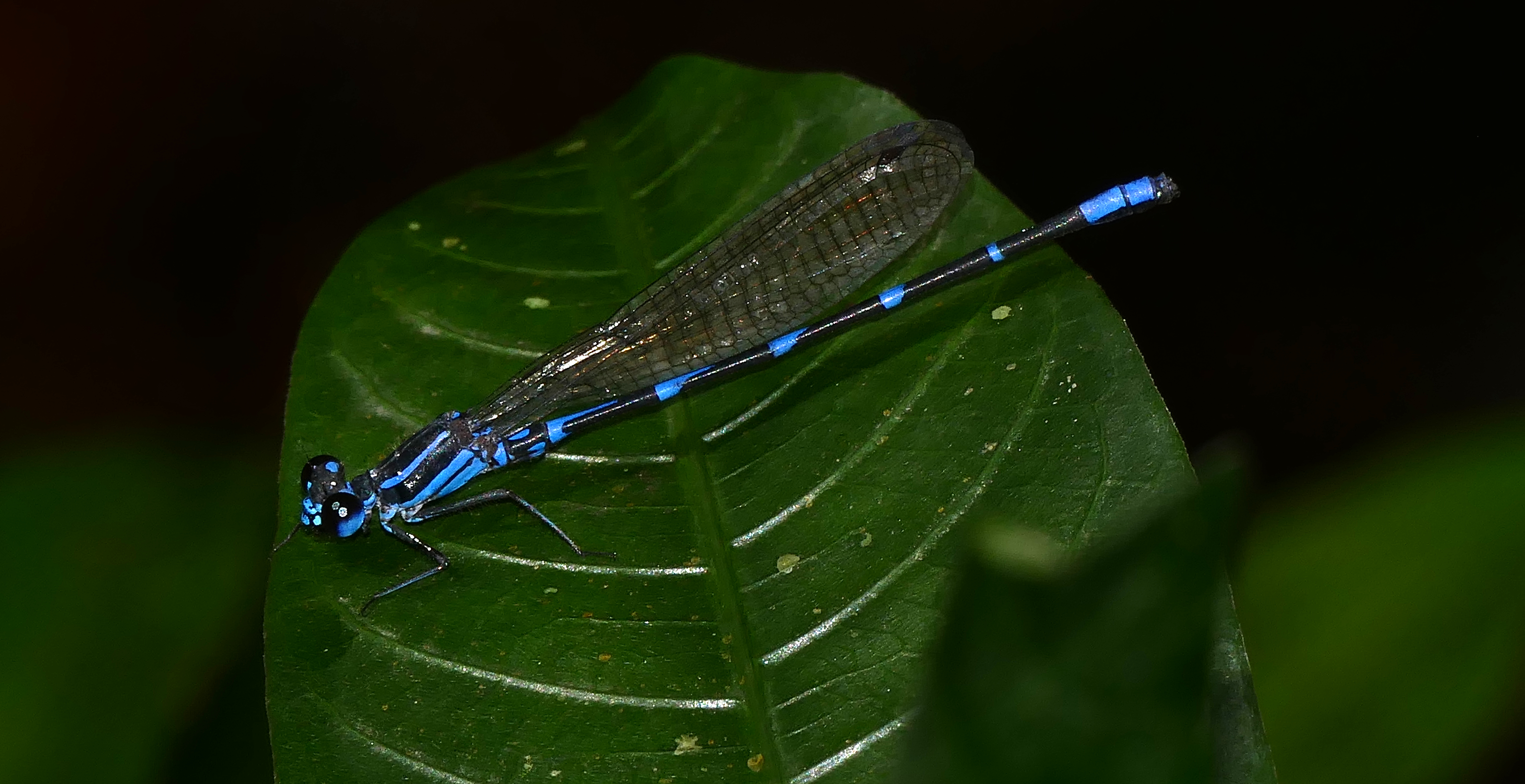 Dancer Damselfly (Argia oculata) male (27808500799)