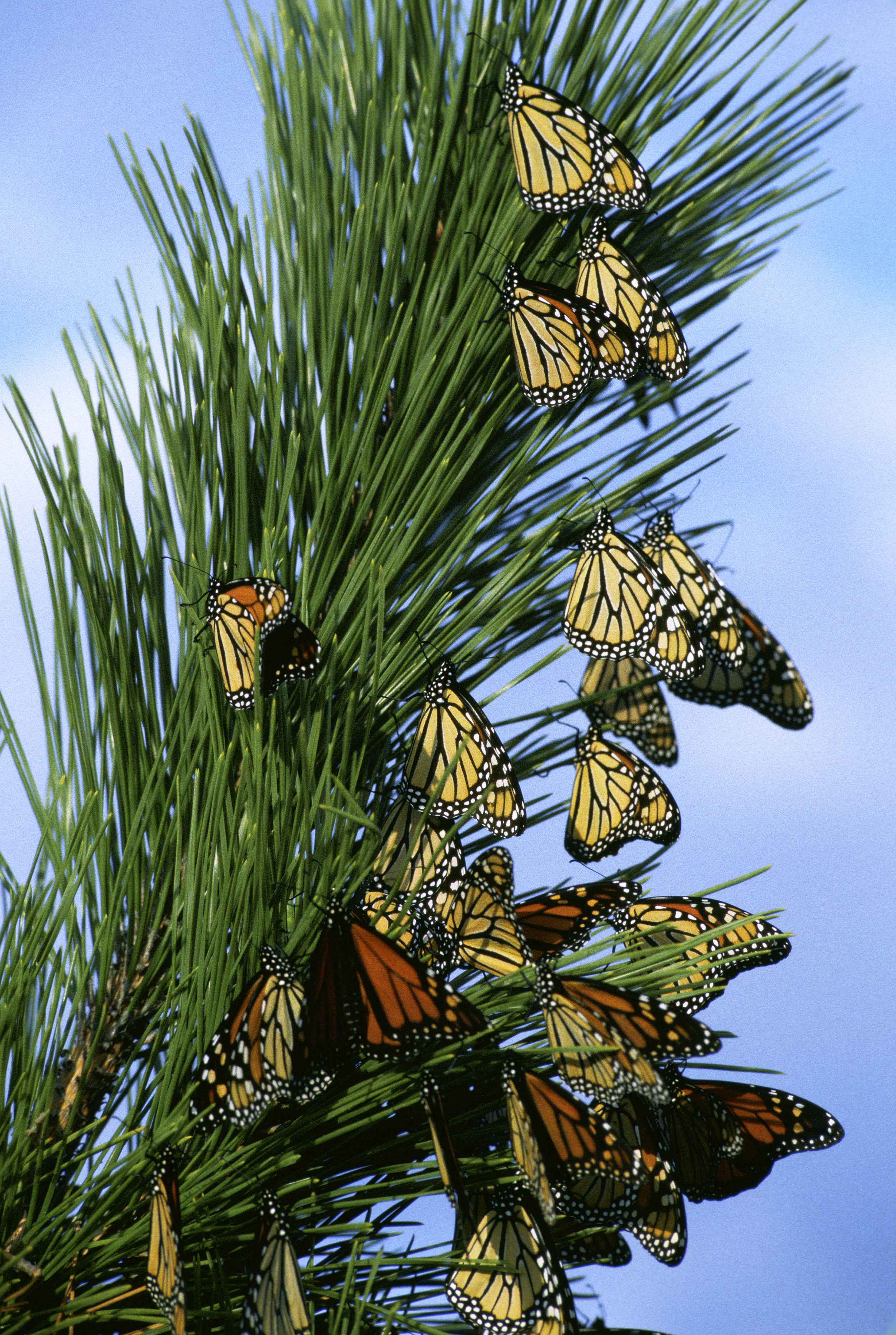 Danus plexippus butterflies