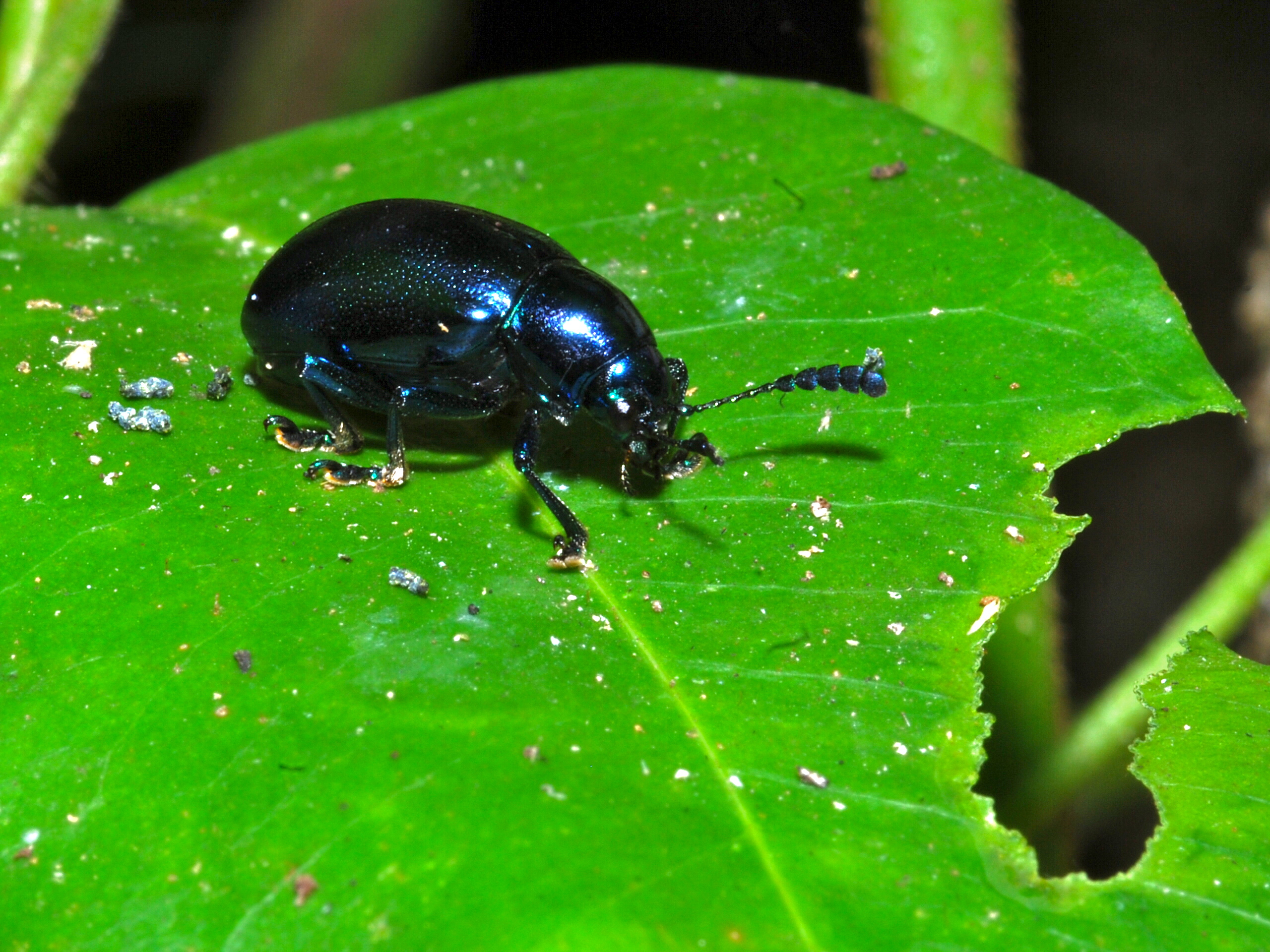 Dark Blue Leaf Beetle (Chrysomelidae) (17748736060)