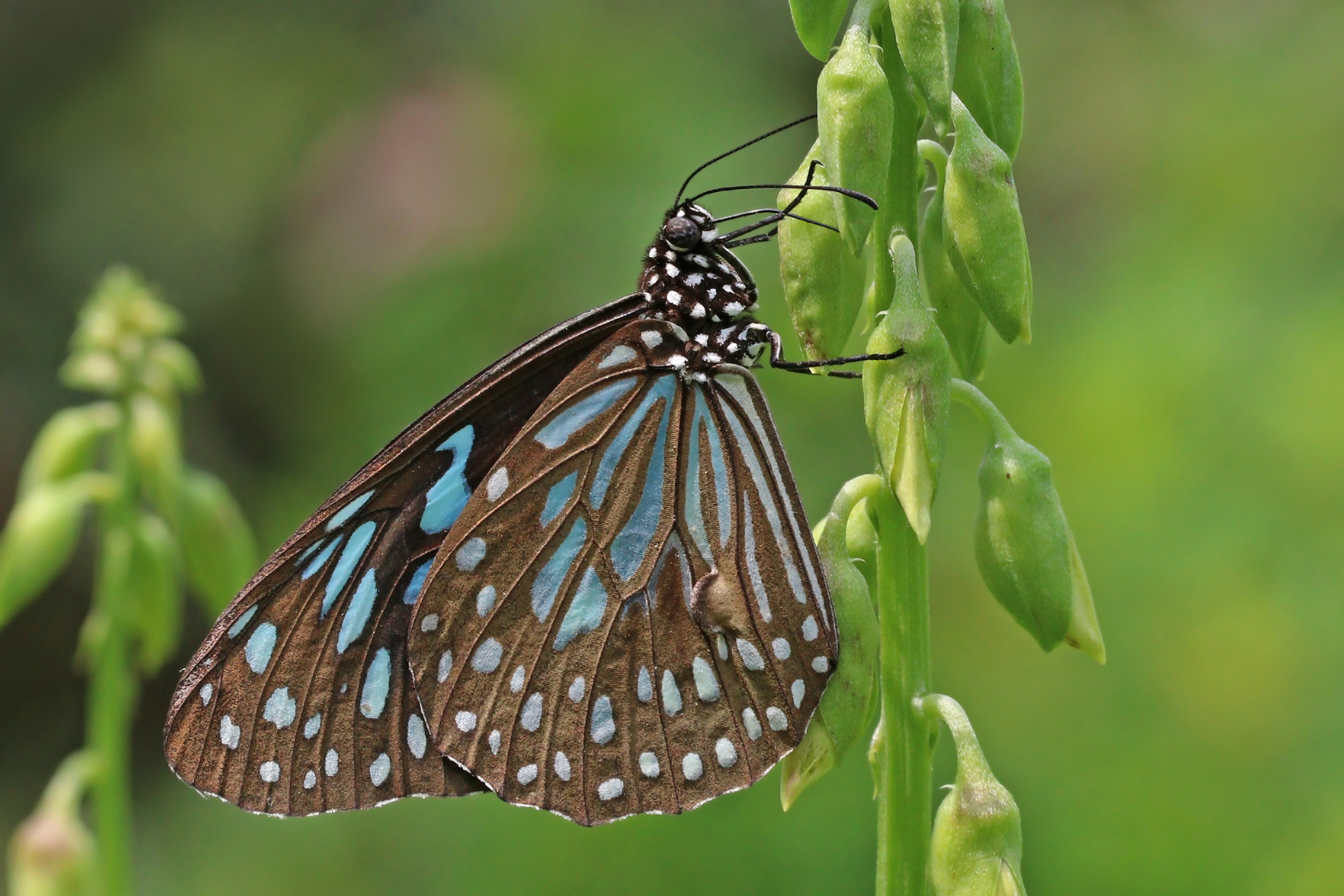 Dark blue tiger (Tirumala septentrionis dravidarum) male underside