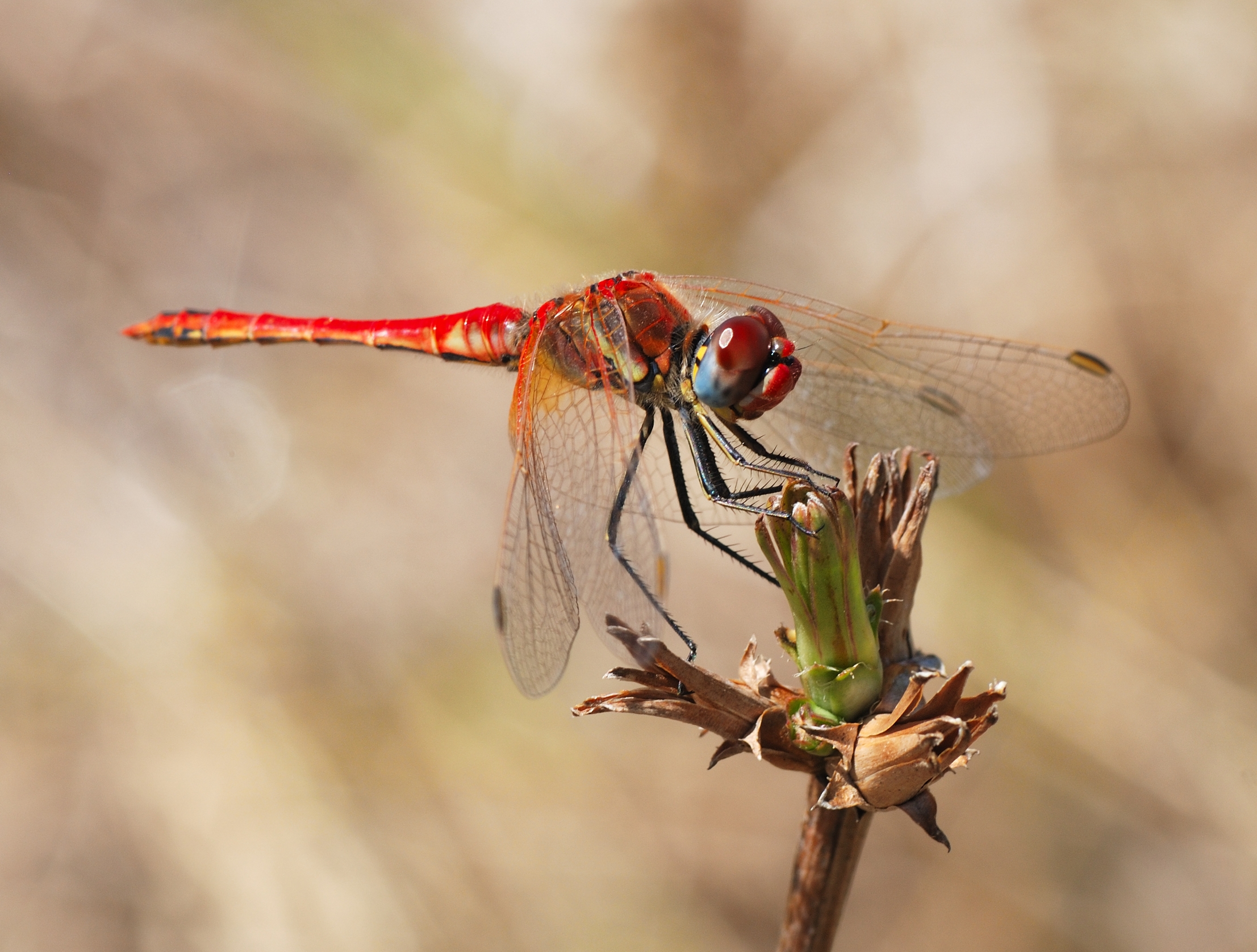 Darter August 2007-17