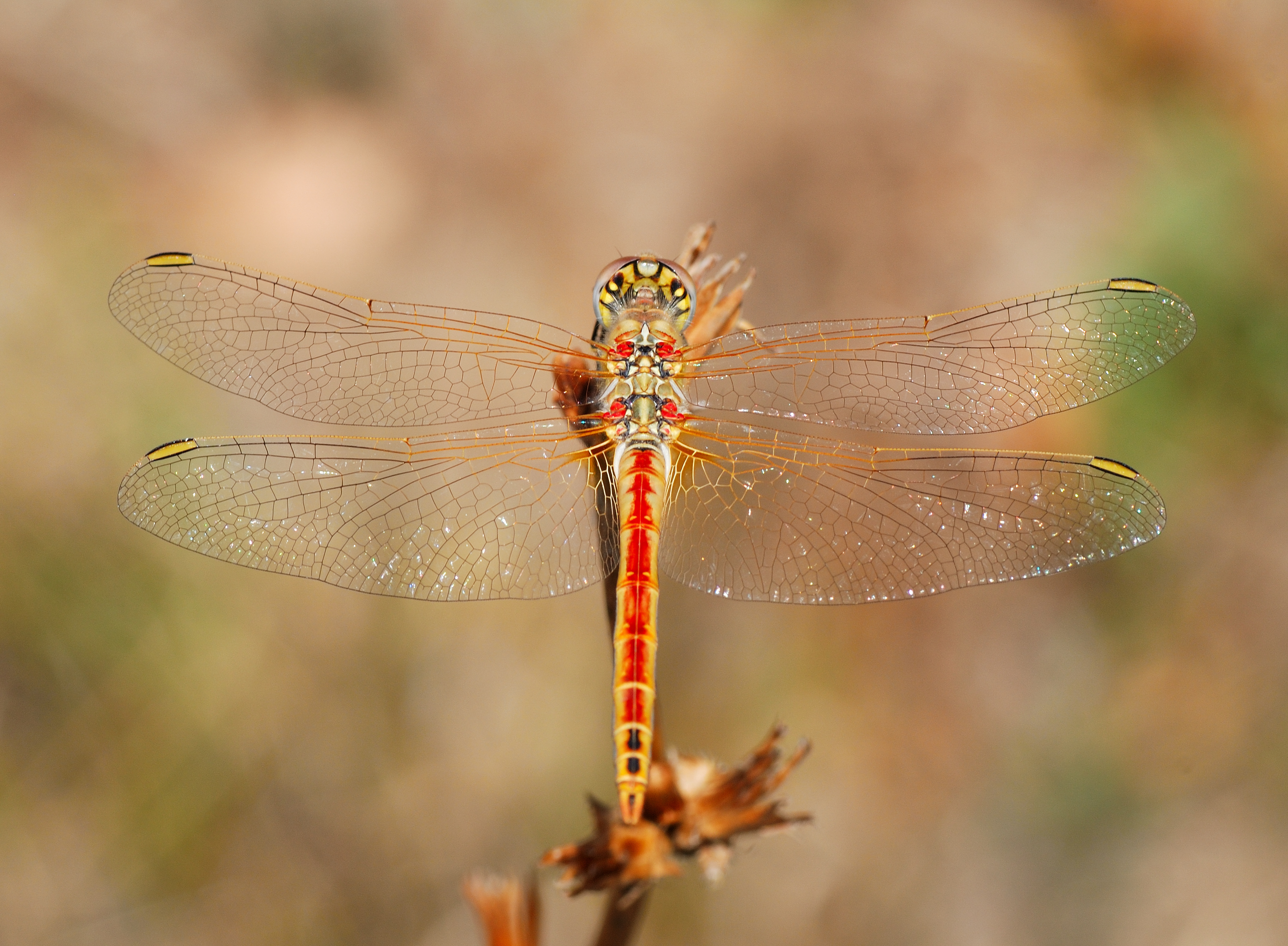 Darter August 2007-18
