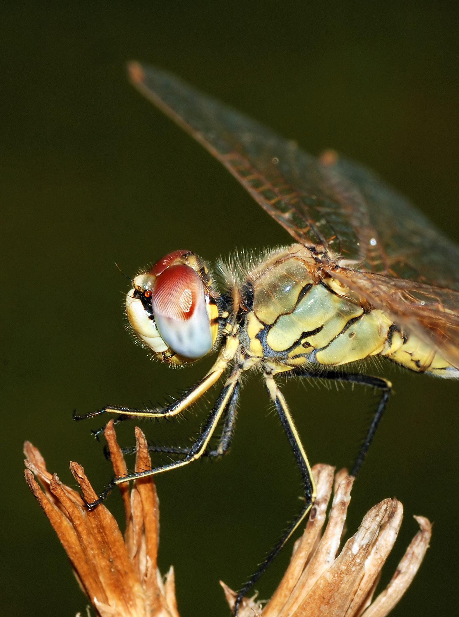 Darter September 2007-5