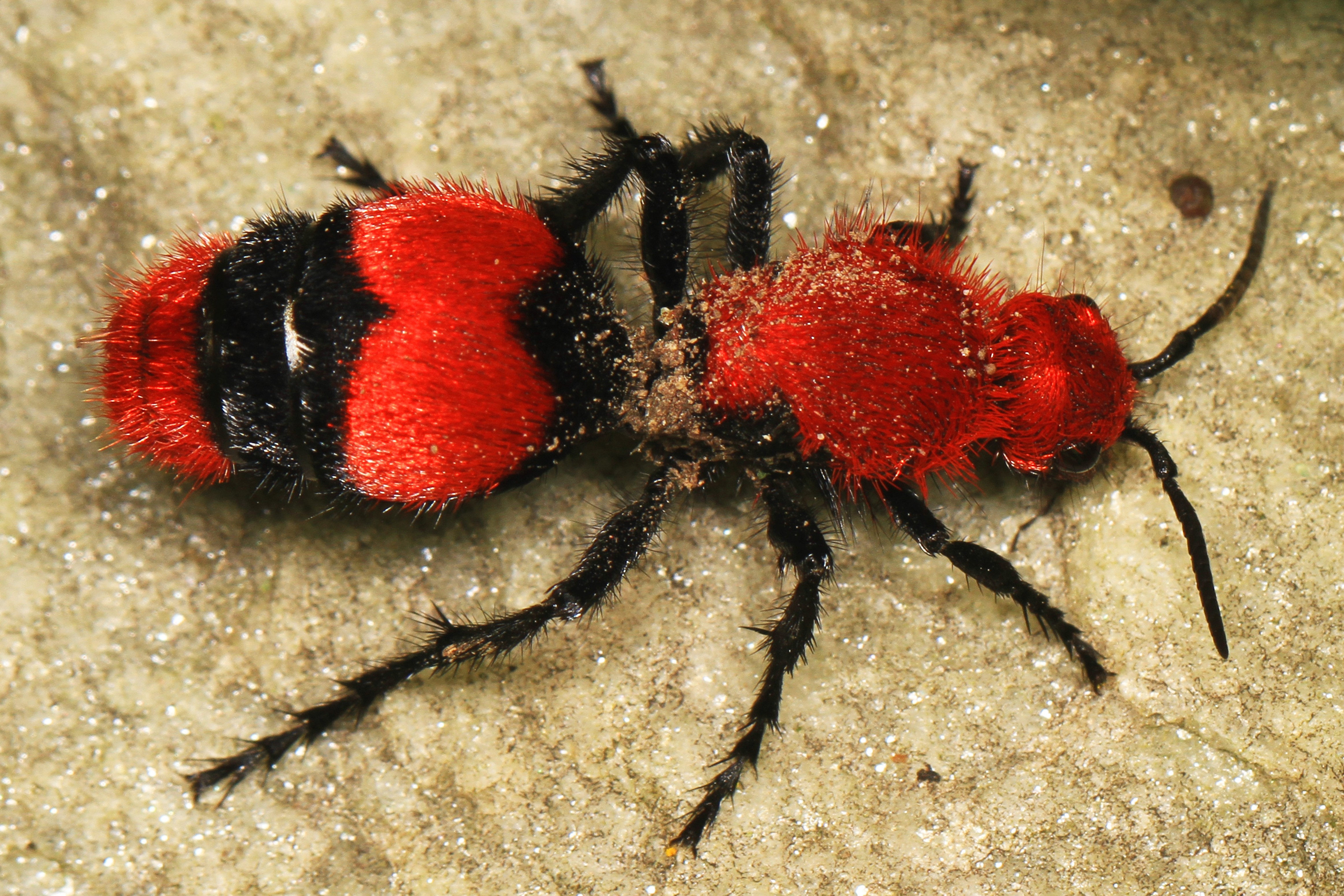 Dasymutilla occidentalis (female)