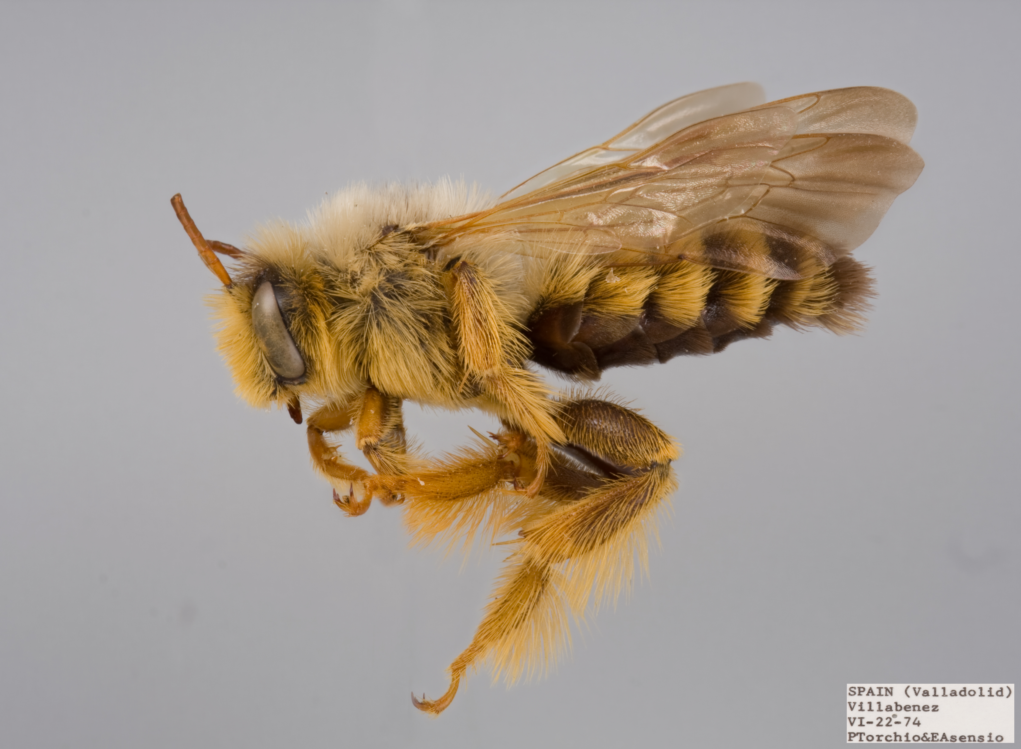 Dasypoda visnaga Male