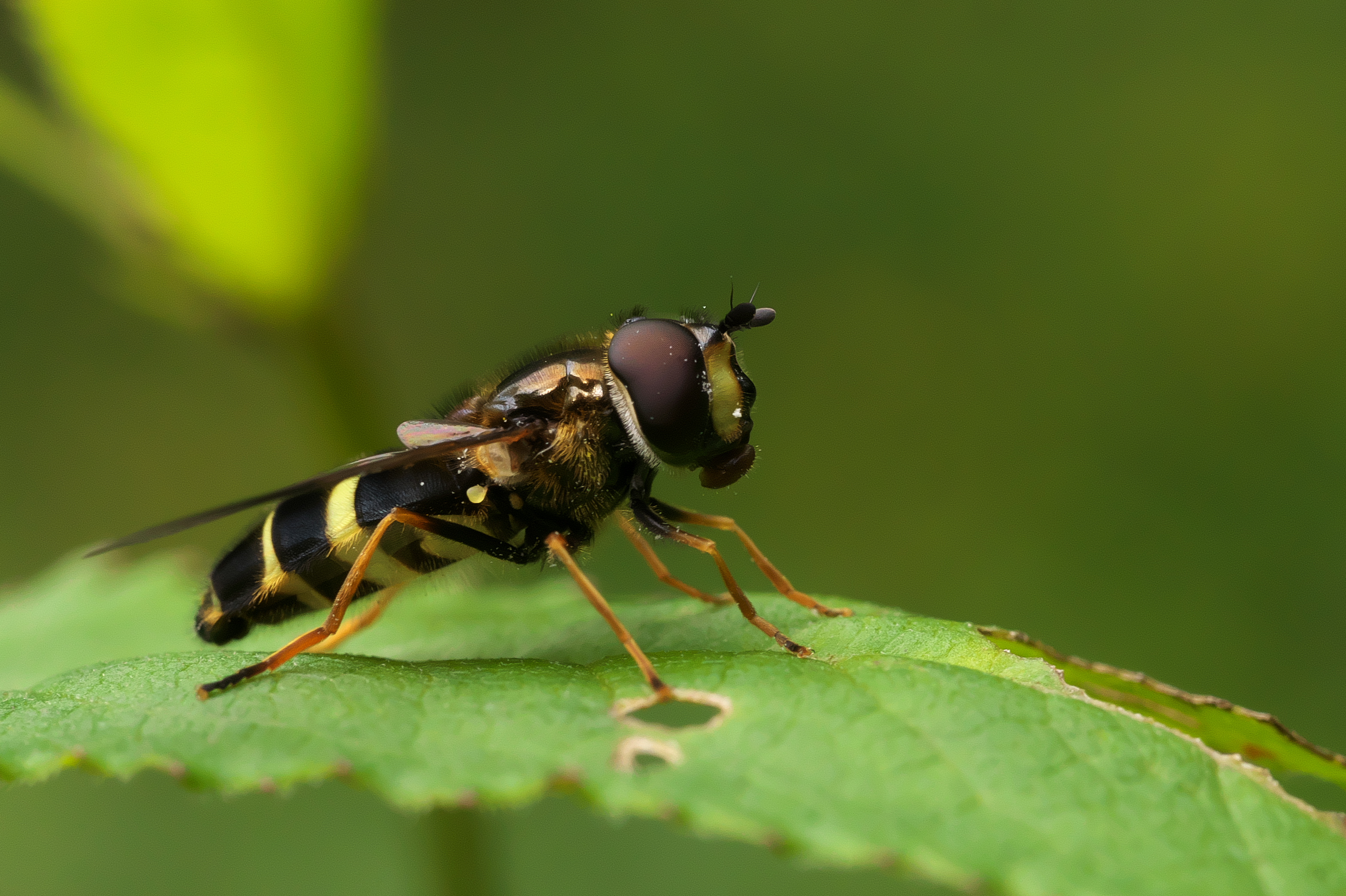 Dasysyrphus tricinctus, Kolvenderbach, Ostbelgien (36809972905)