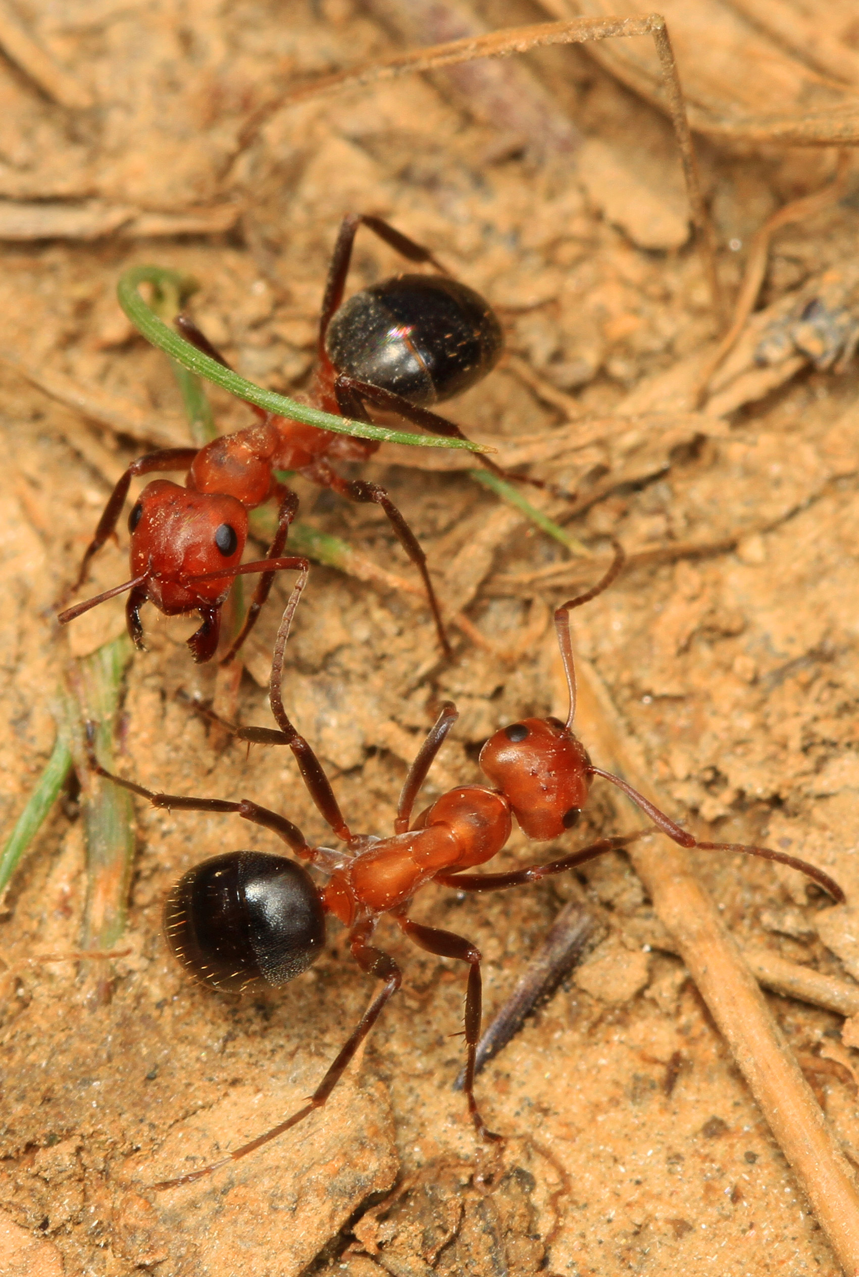 Day 123 - Allegheny Mound Ant - Formica exsectoides, Soldier's Delight, Owings Mills, Maryland