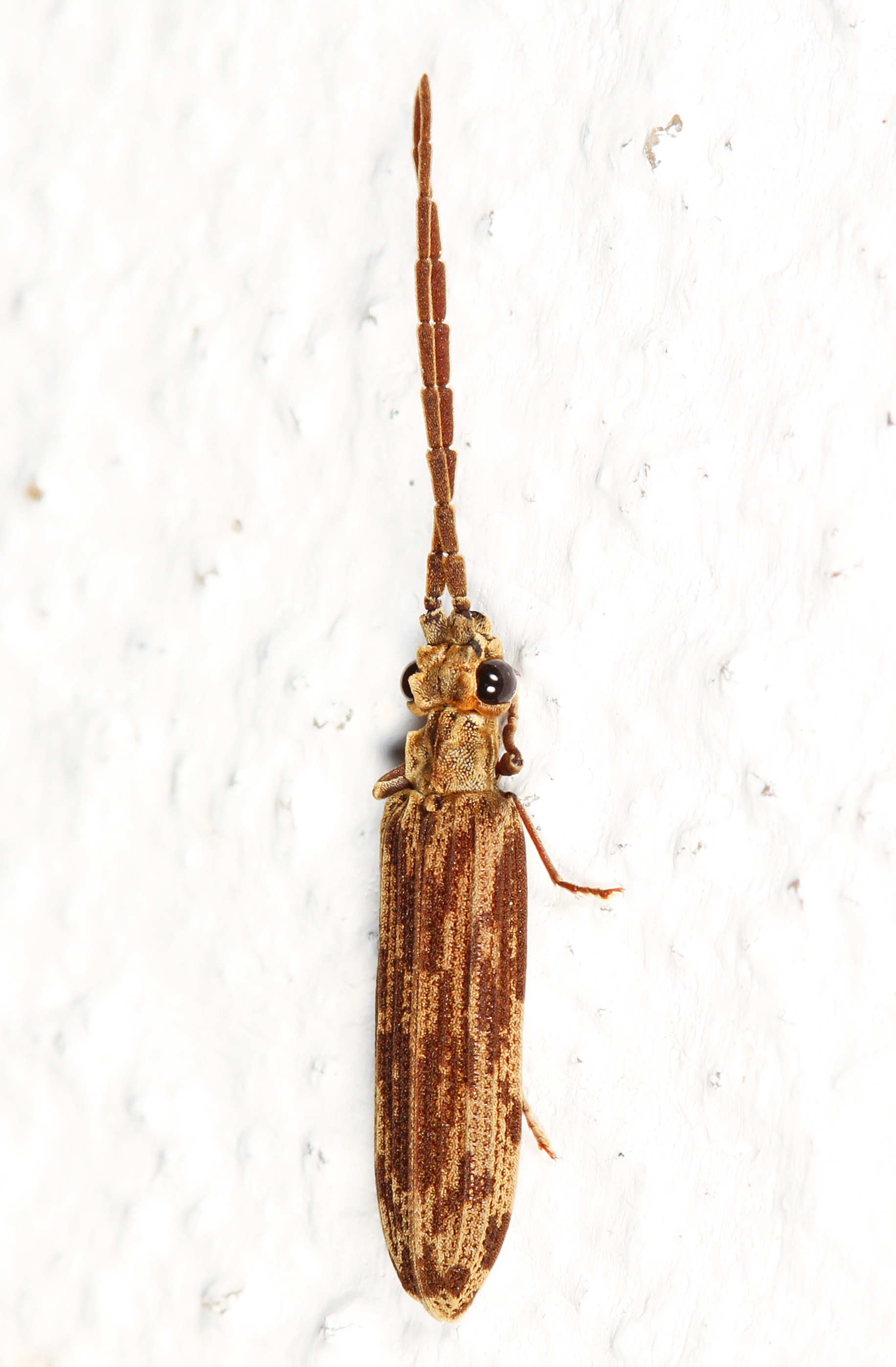 Day 196 - Reticulated Beetle - Tenomerga cinereus or cinerea, Woodbridge, Virginia
