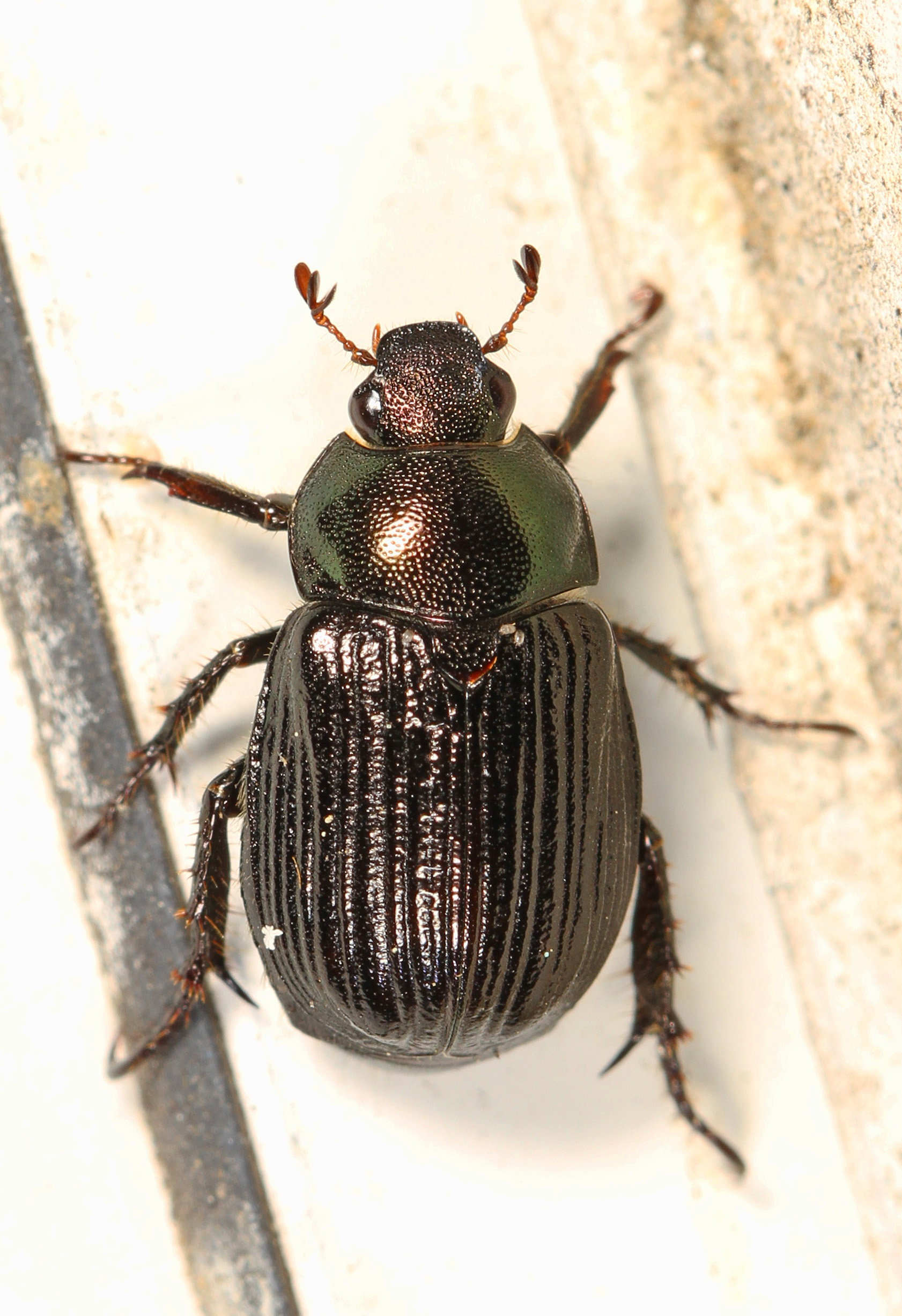 Day 200 - Oriental Beetle - Exomala orientalis, Woodbridge, Virginia