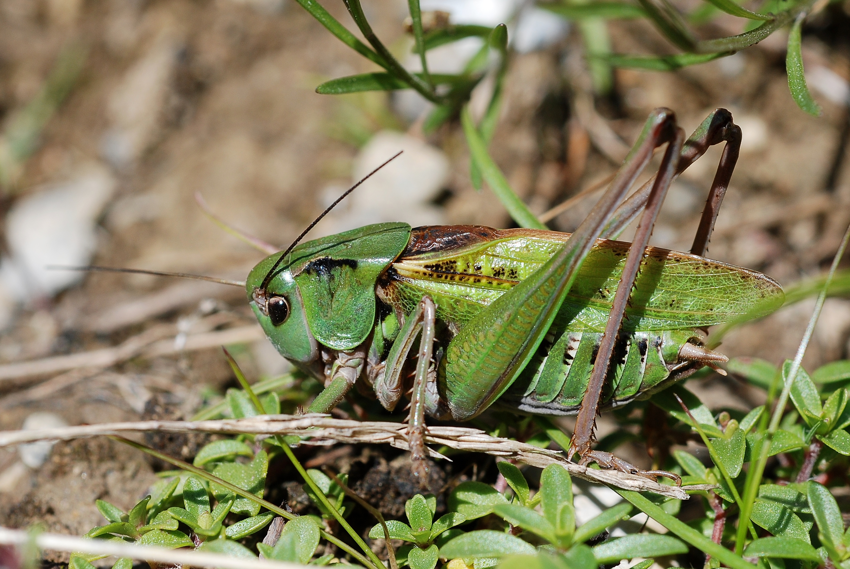 Decticus verrucivorus male (3787588923)