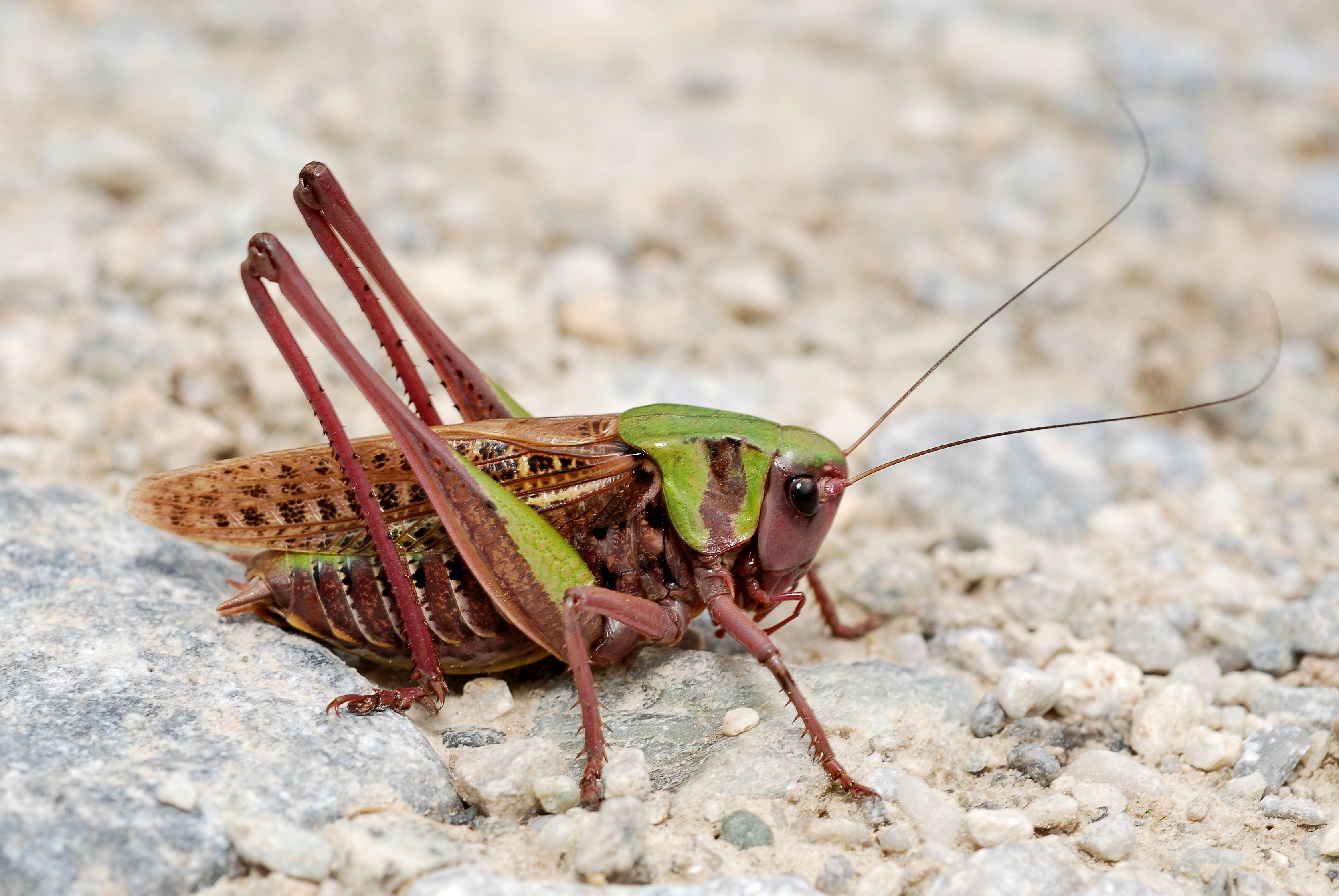 Decticus verrucivorus male (3787820425)