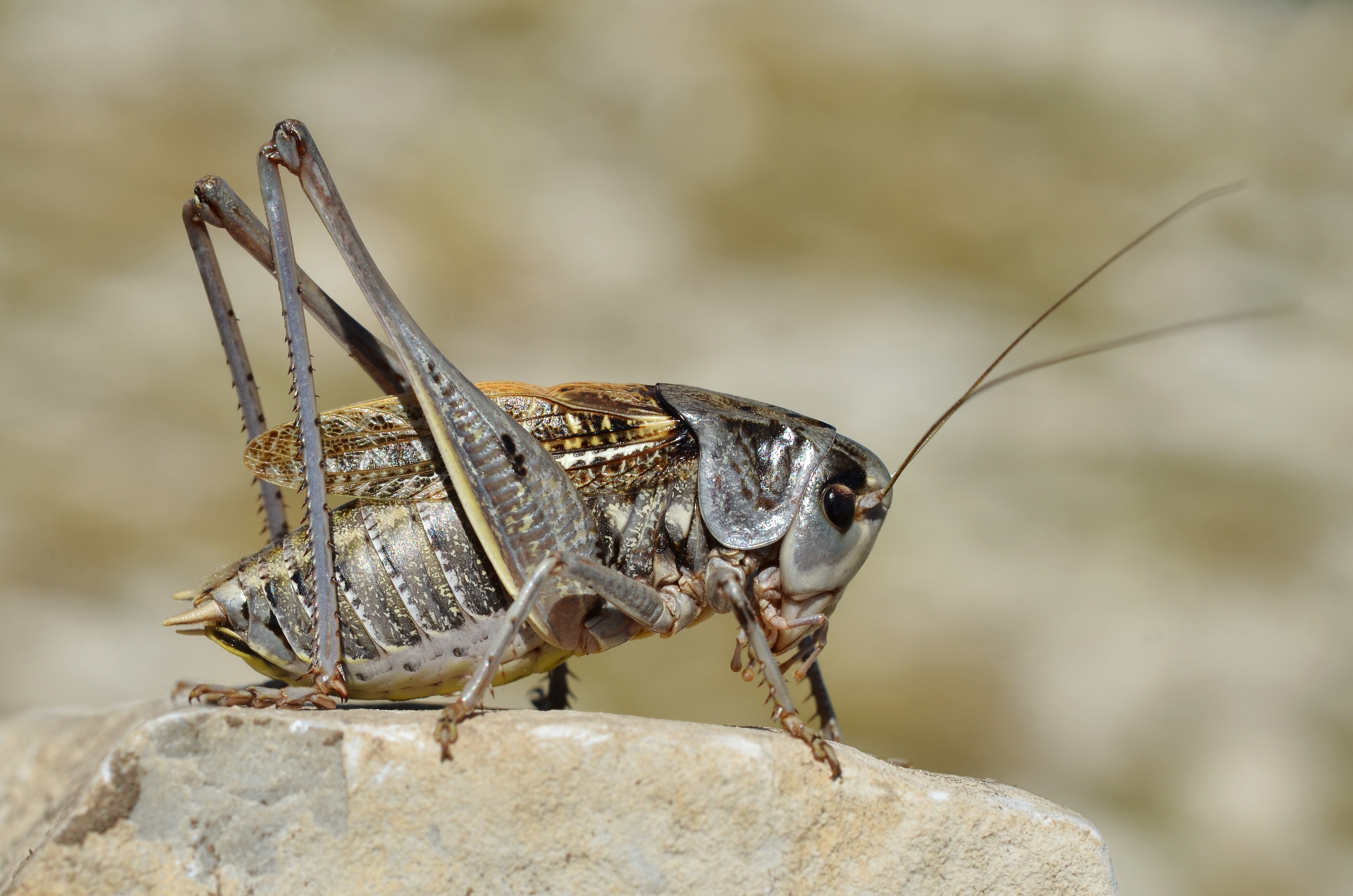 Decticus verrucivorus male (7973881056)