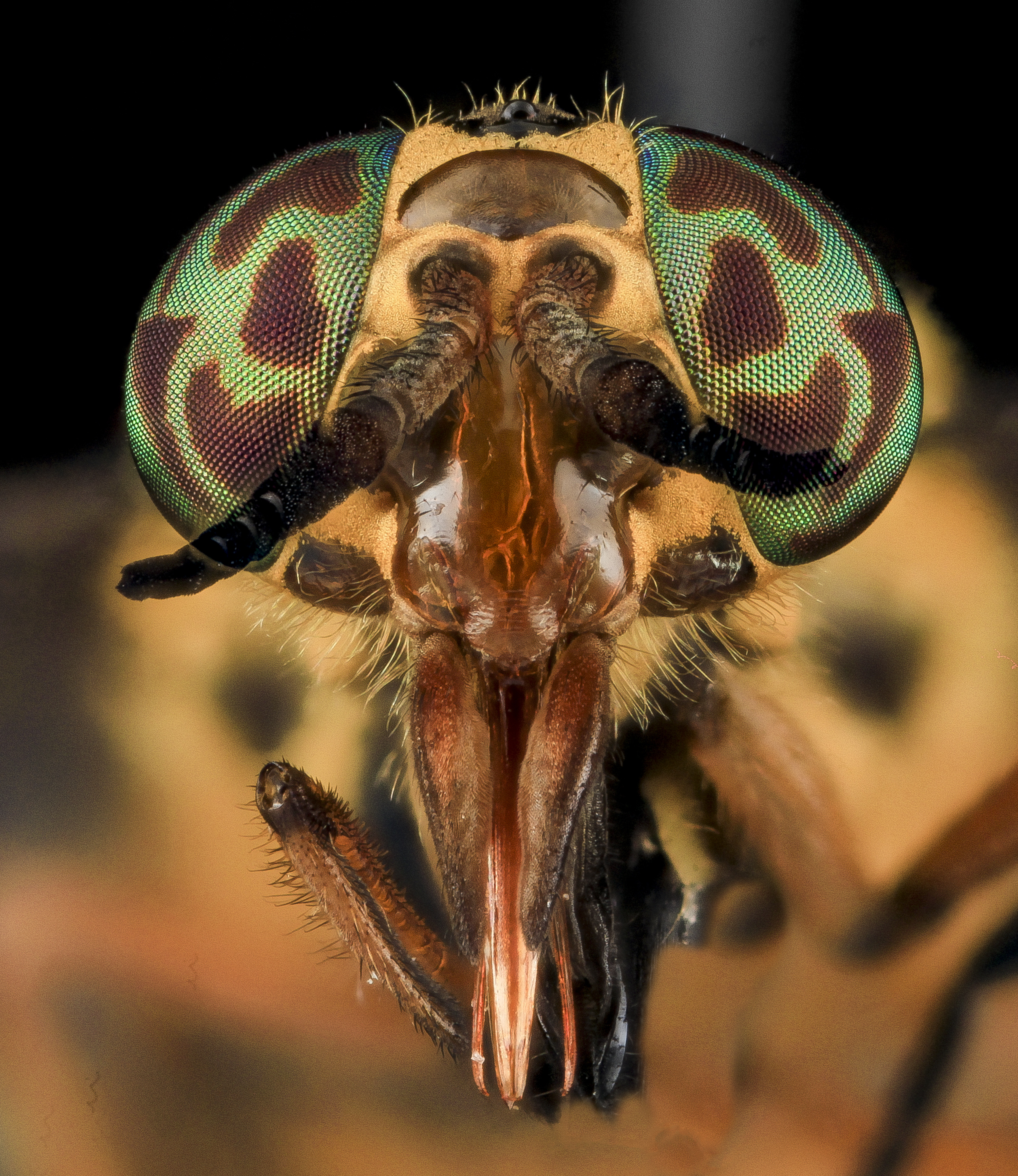 Deer Fly 2, U, Face, MD, PG County 2013-07-02-18.20.21 ZS PMax (9201079580)