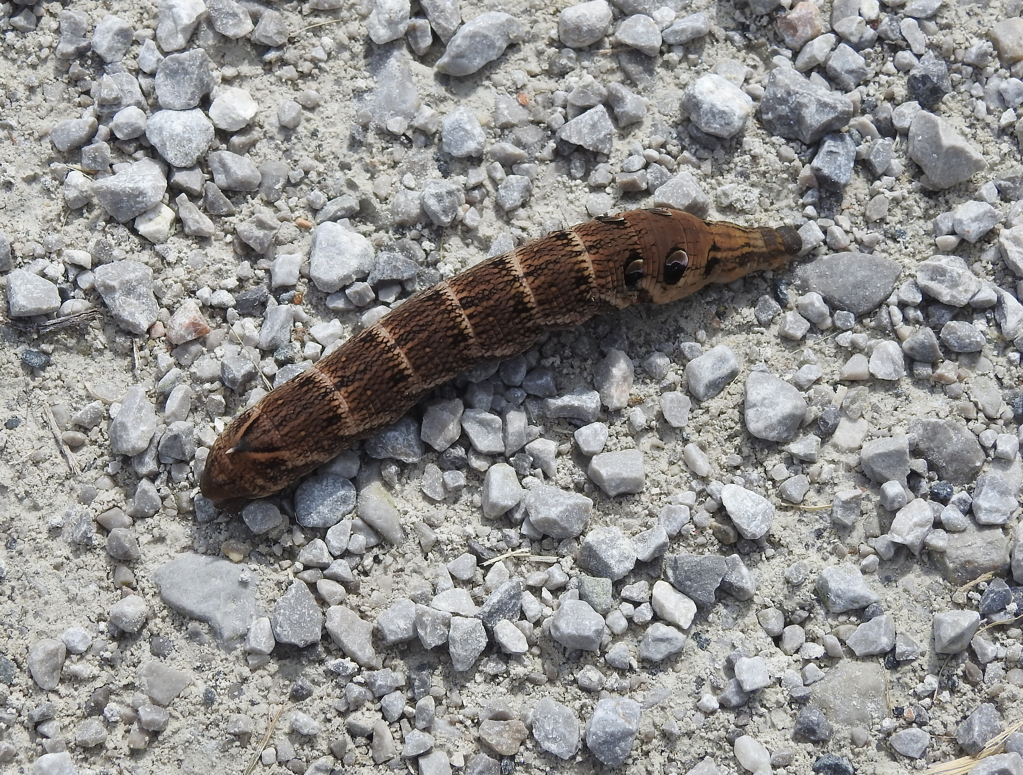 Deilephila elpenorMittlerer WeinschwärmerRaupe 