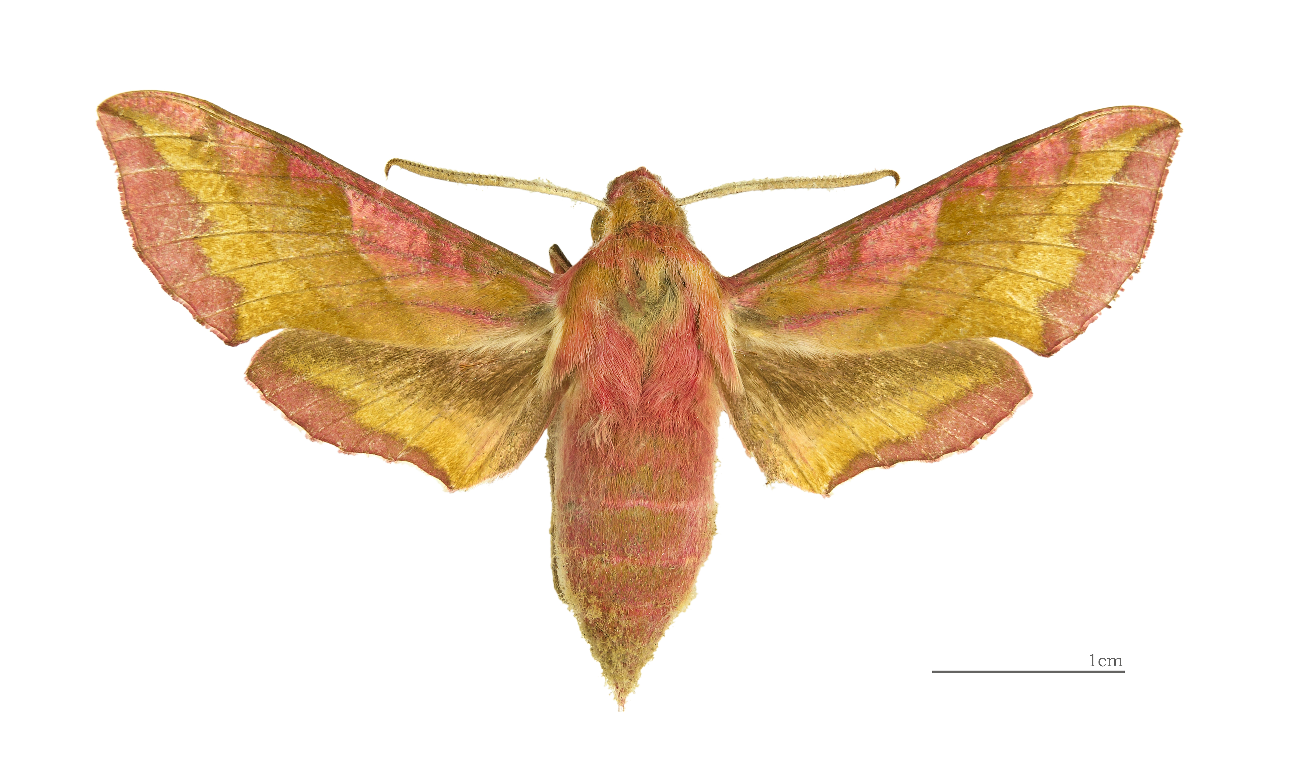 Deilephila porcellus MHNT dos