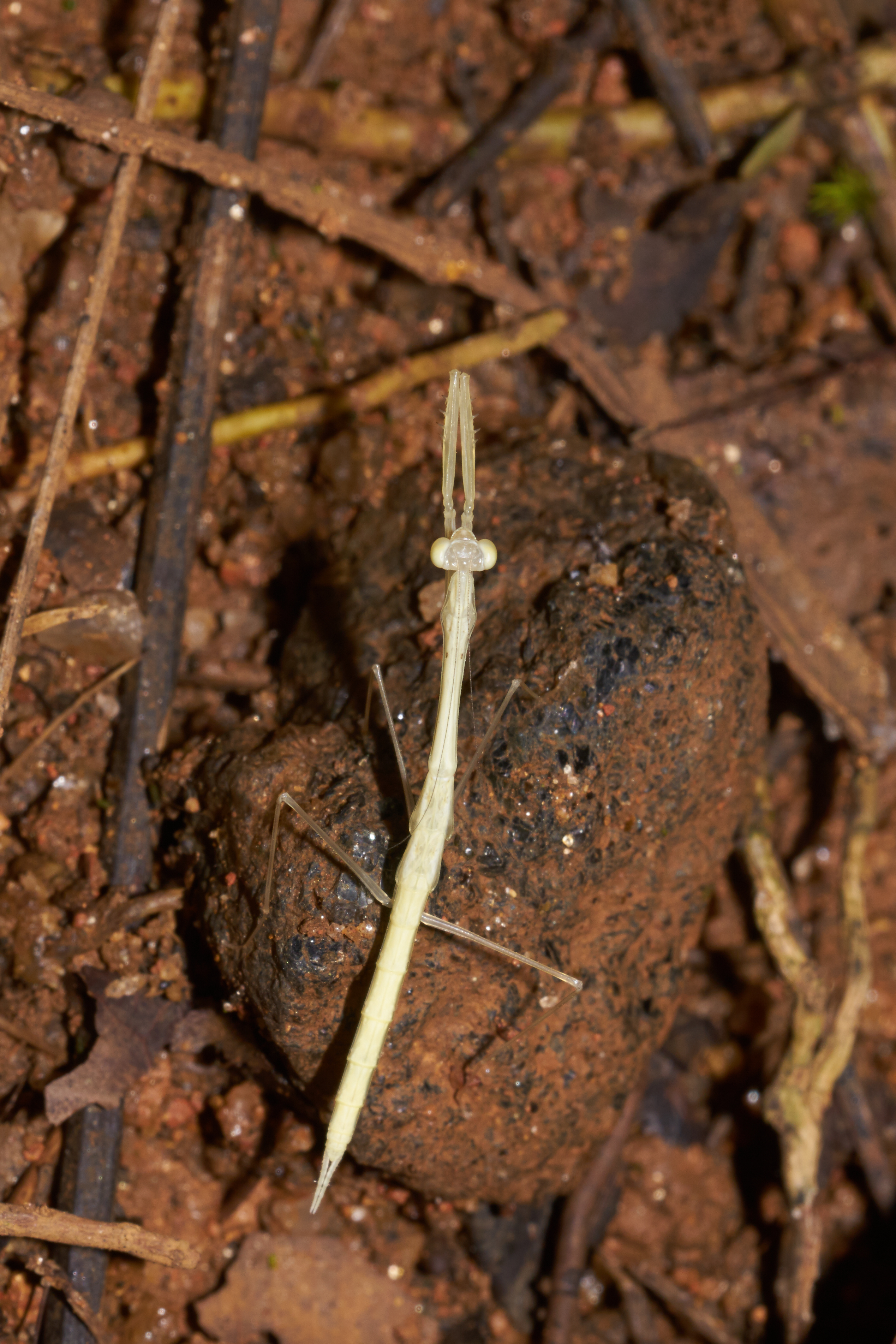 Deiphobe-Kadavoor-2016-10-17-001