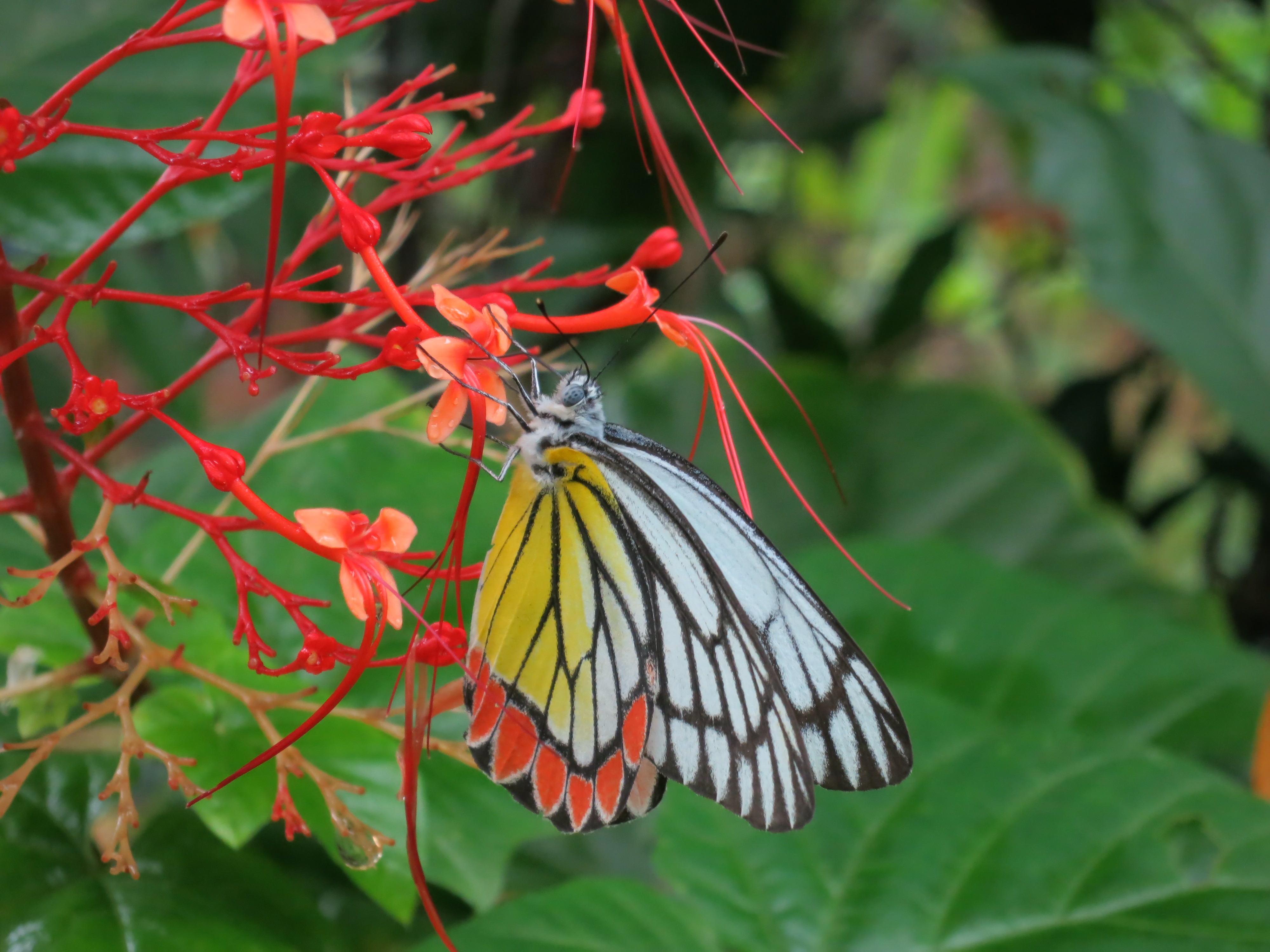 Delias eucharis 0915