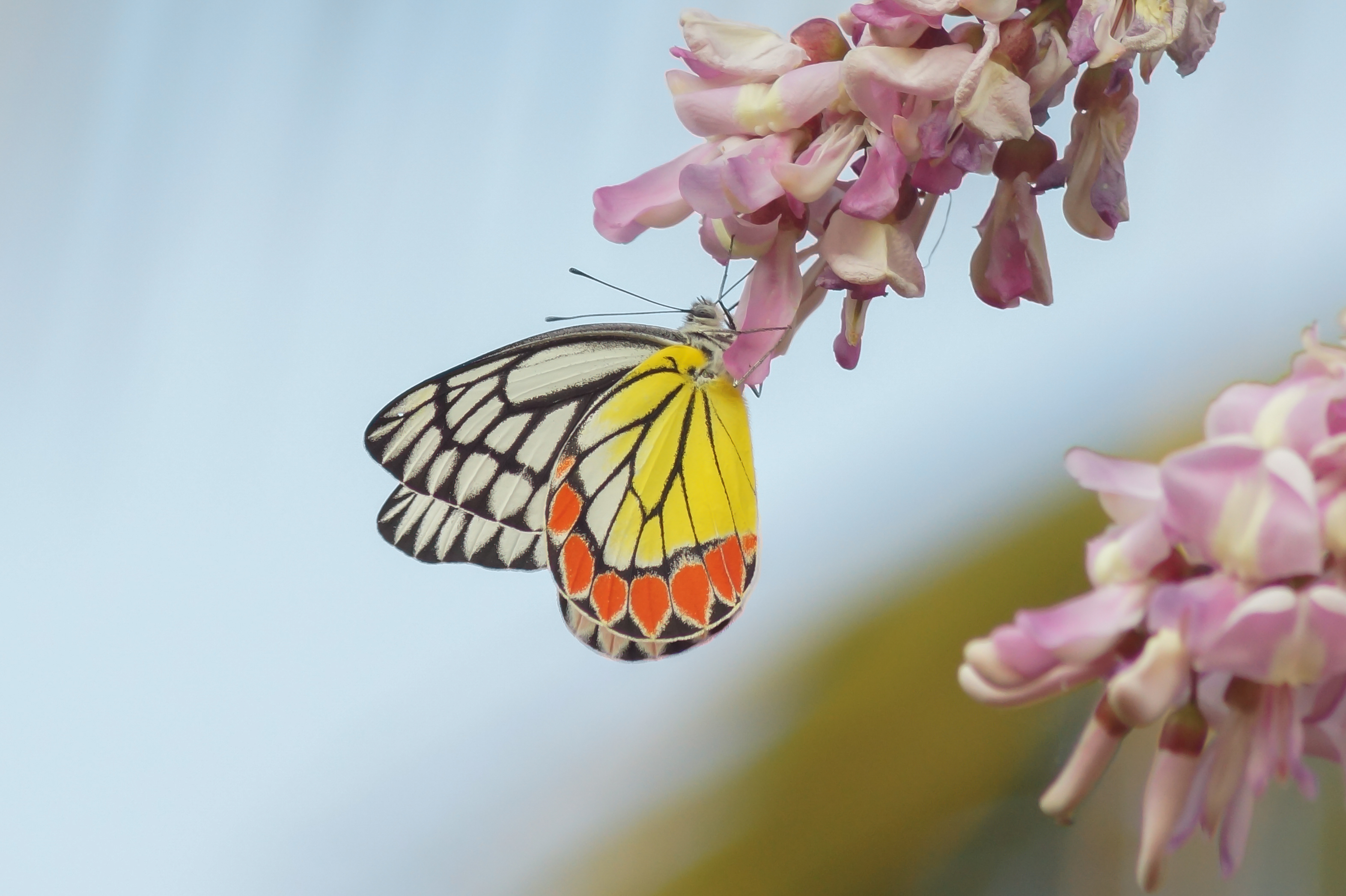 Delias eucharis 09224