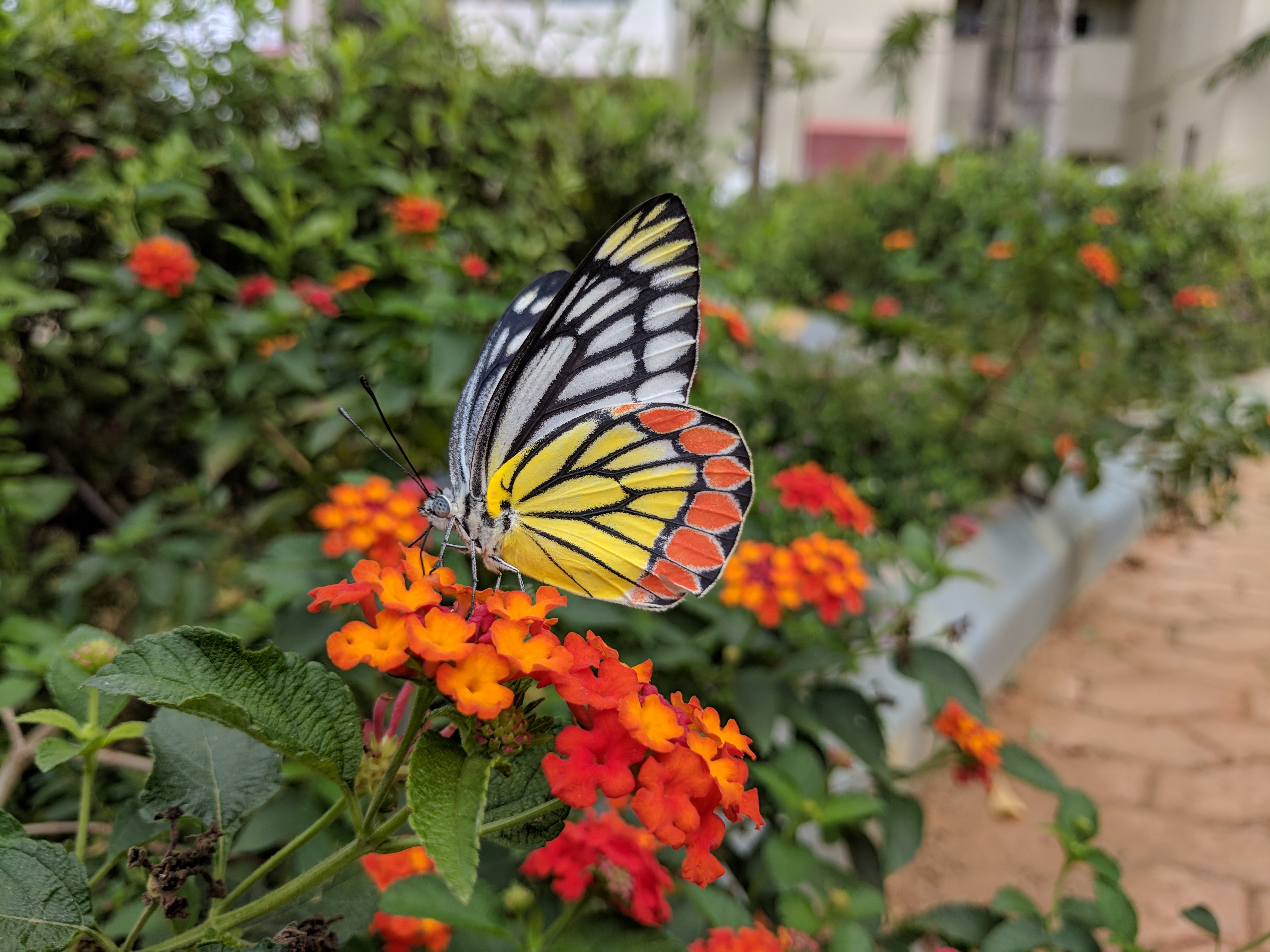Delias eucharis 10