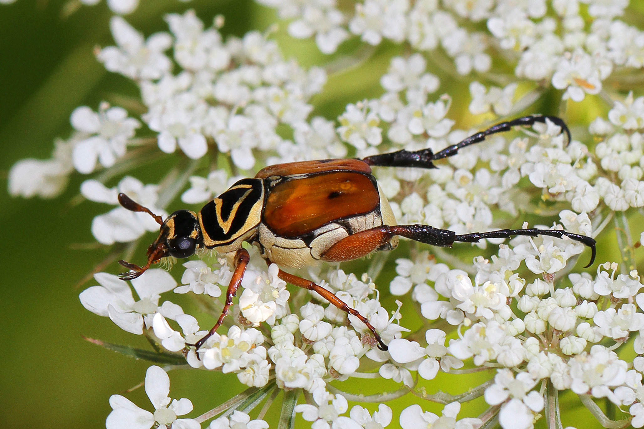 Delta Flower Scarab - Trigonopeltastes delta, Julie Metz Wetlands, Woodbridge, Virginia