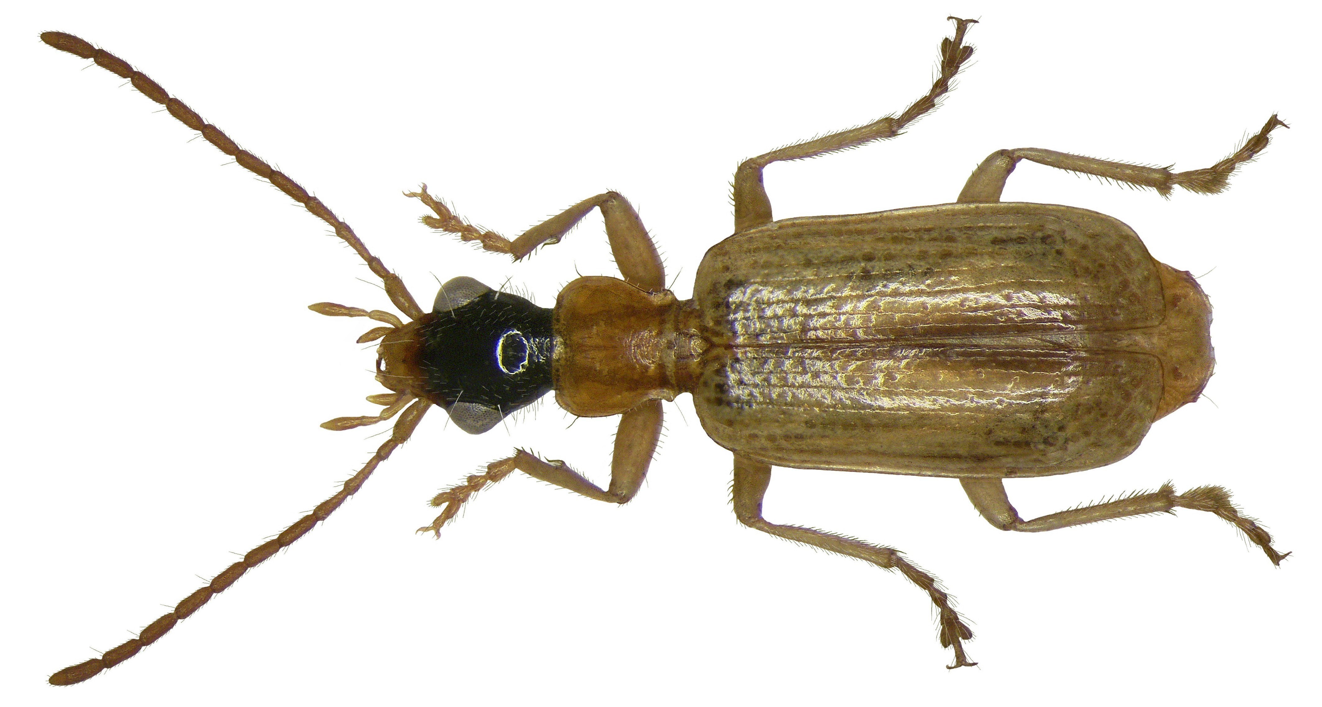 Demetrias atricapillus (Linné, 1758) (2872650440)