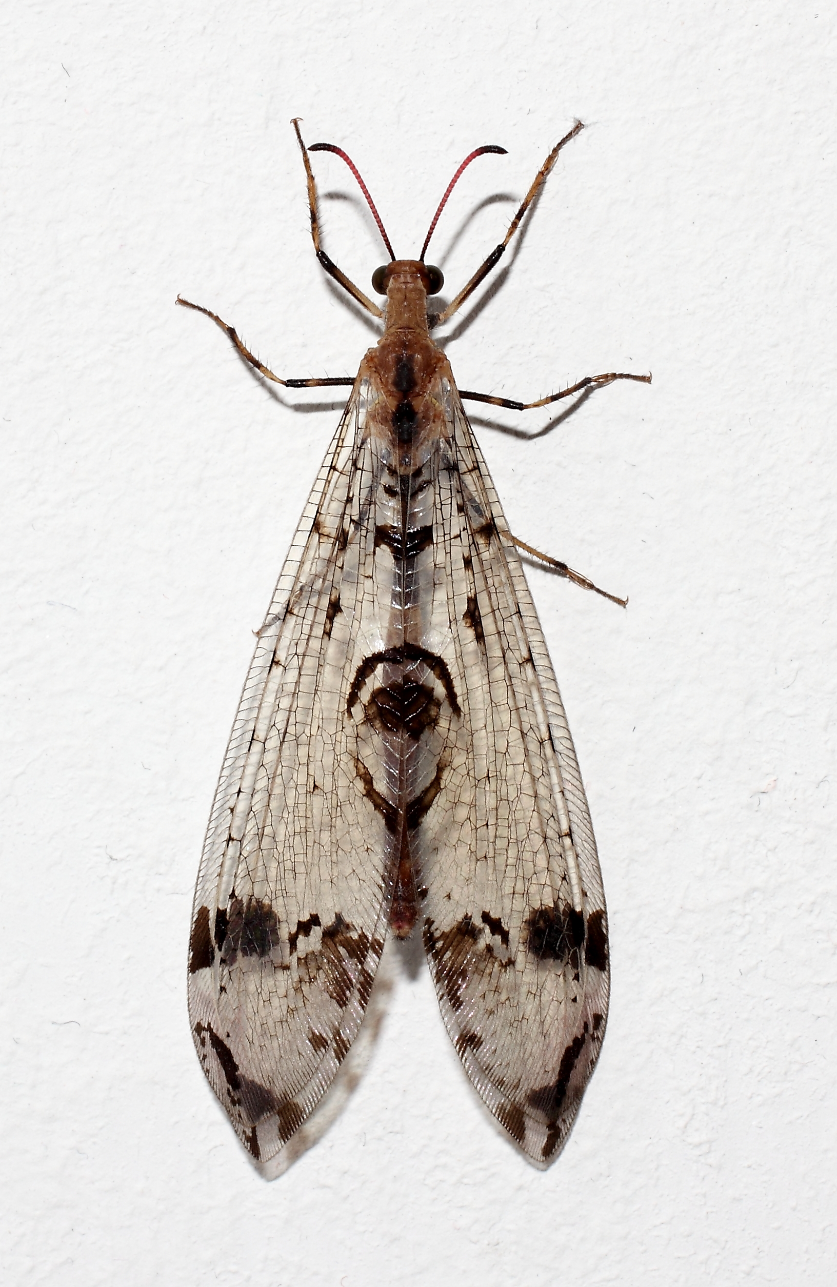 Dendroleon pantherinus-IKAI