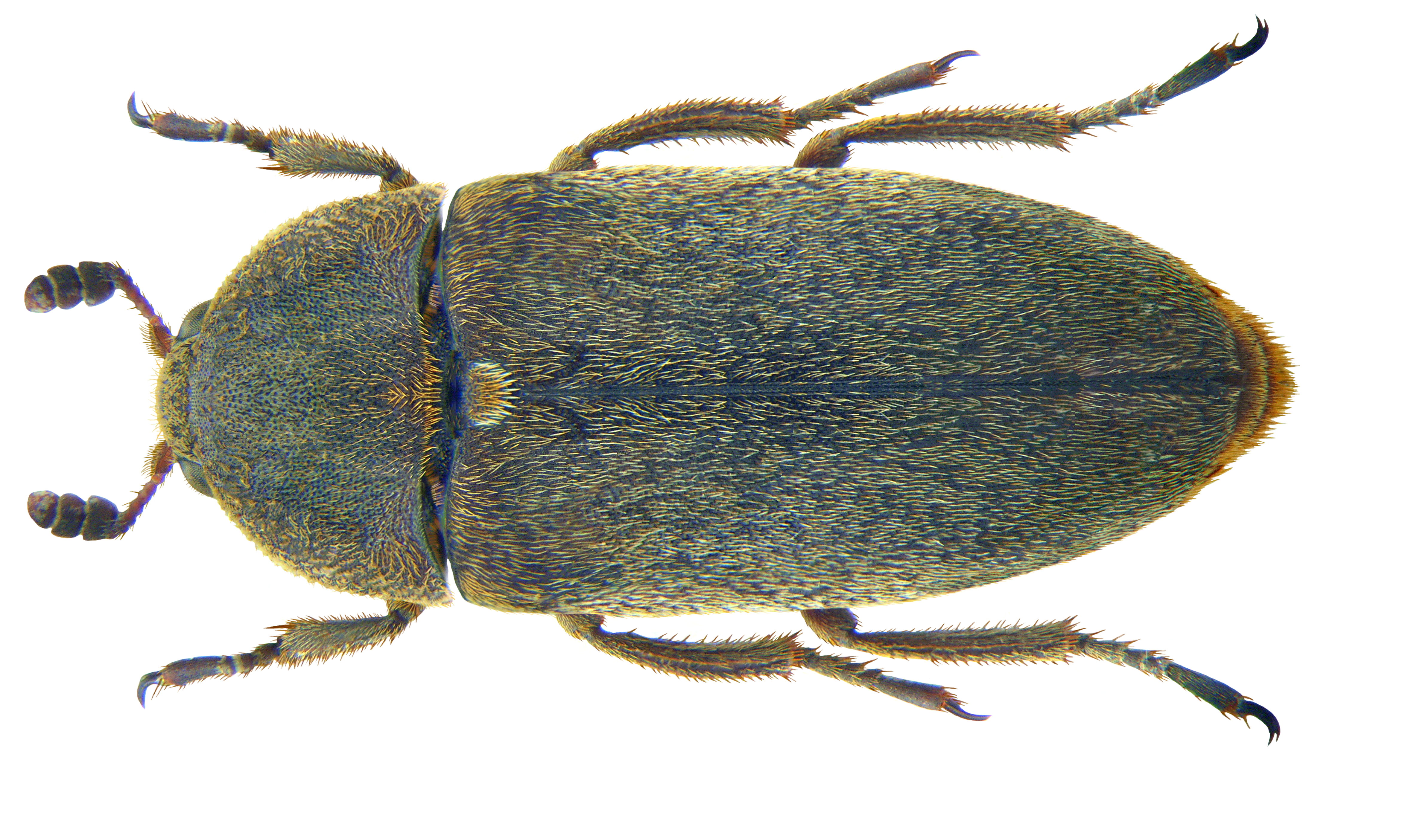 Dermestes maculatus DeGeer, 1774