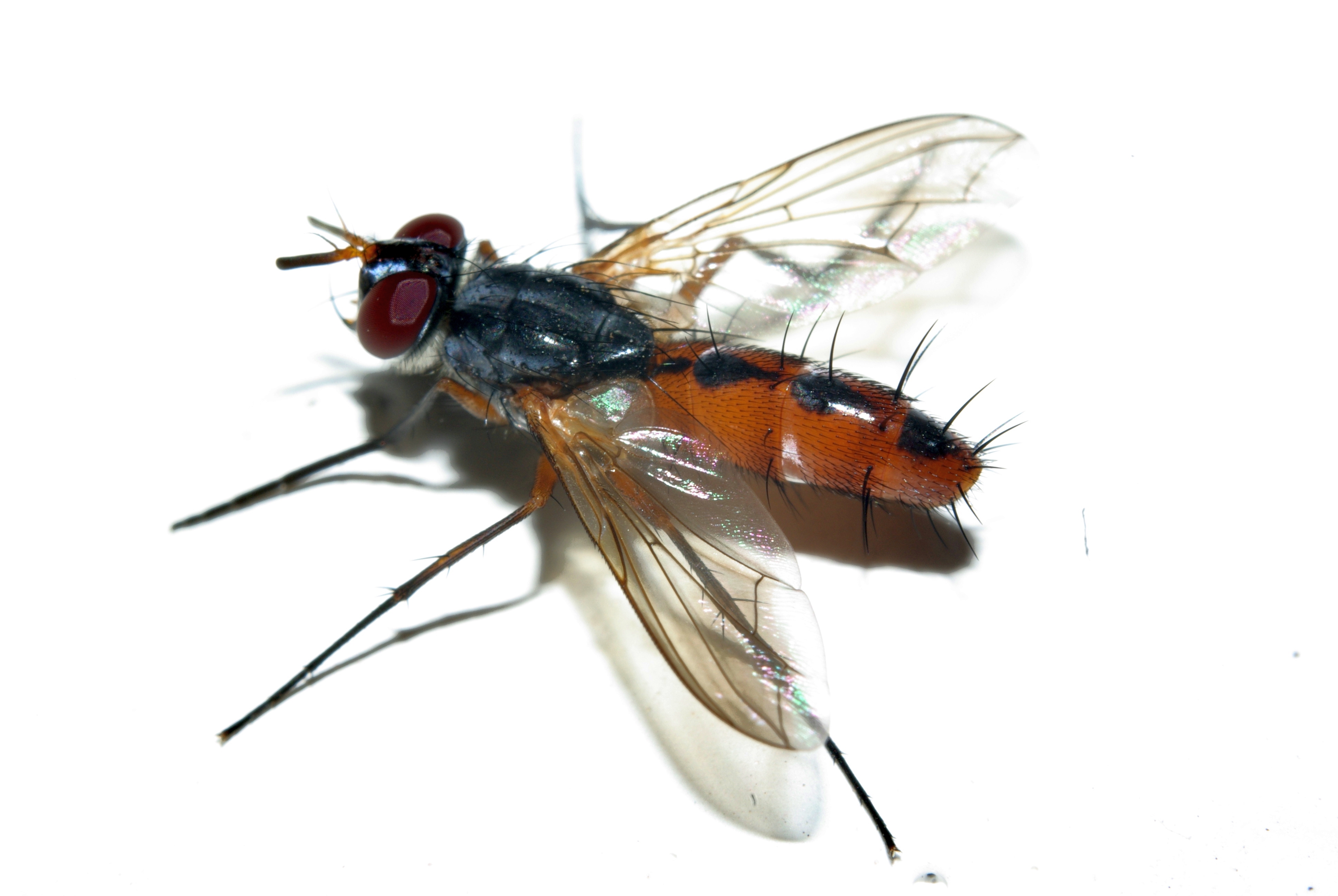 Detailed hairy Red fly