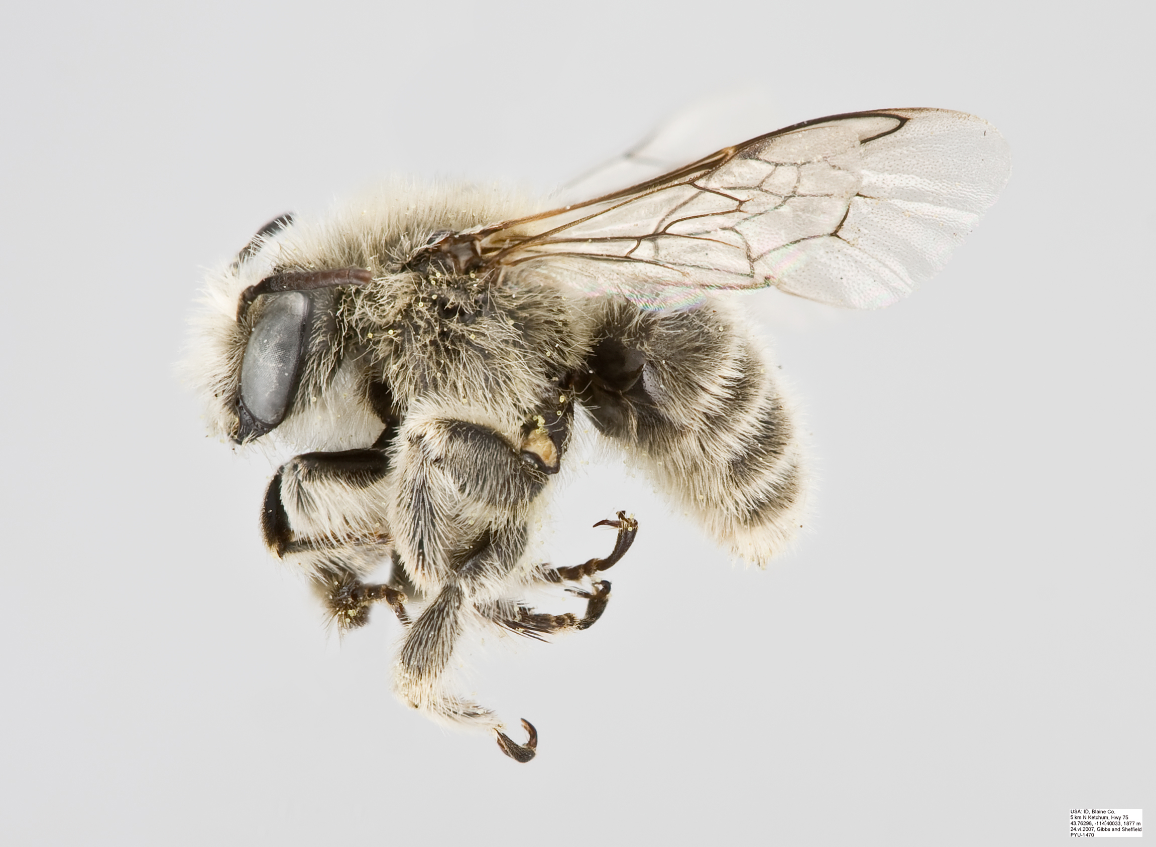 Diadasia diminuta1