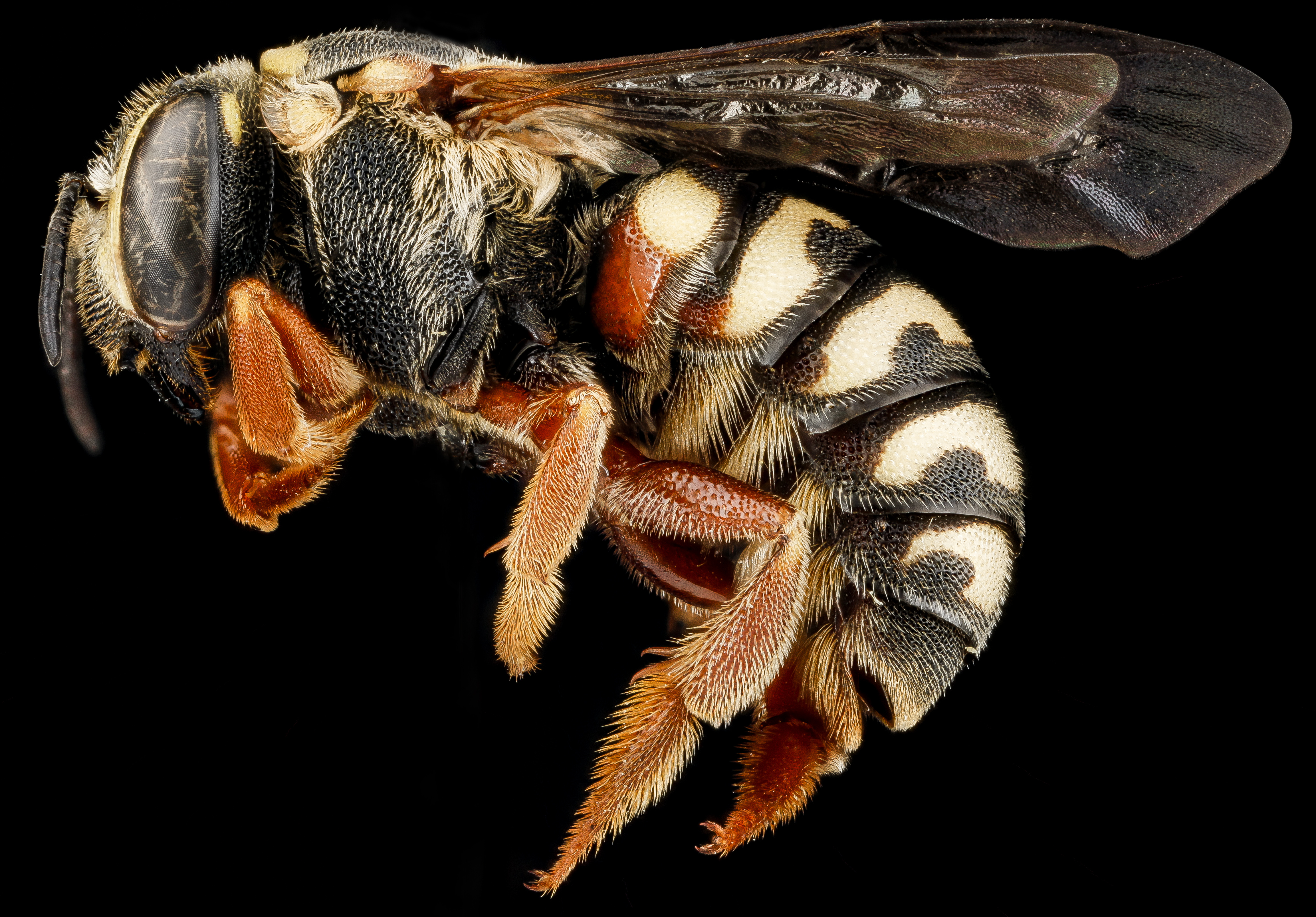 Dianthidium concinnum m