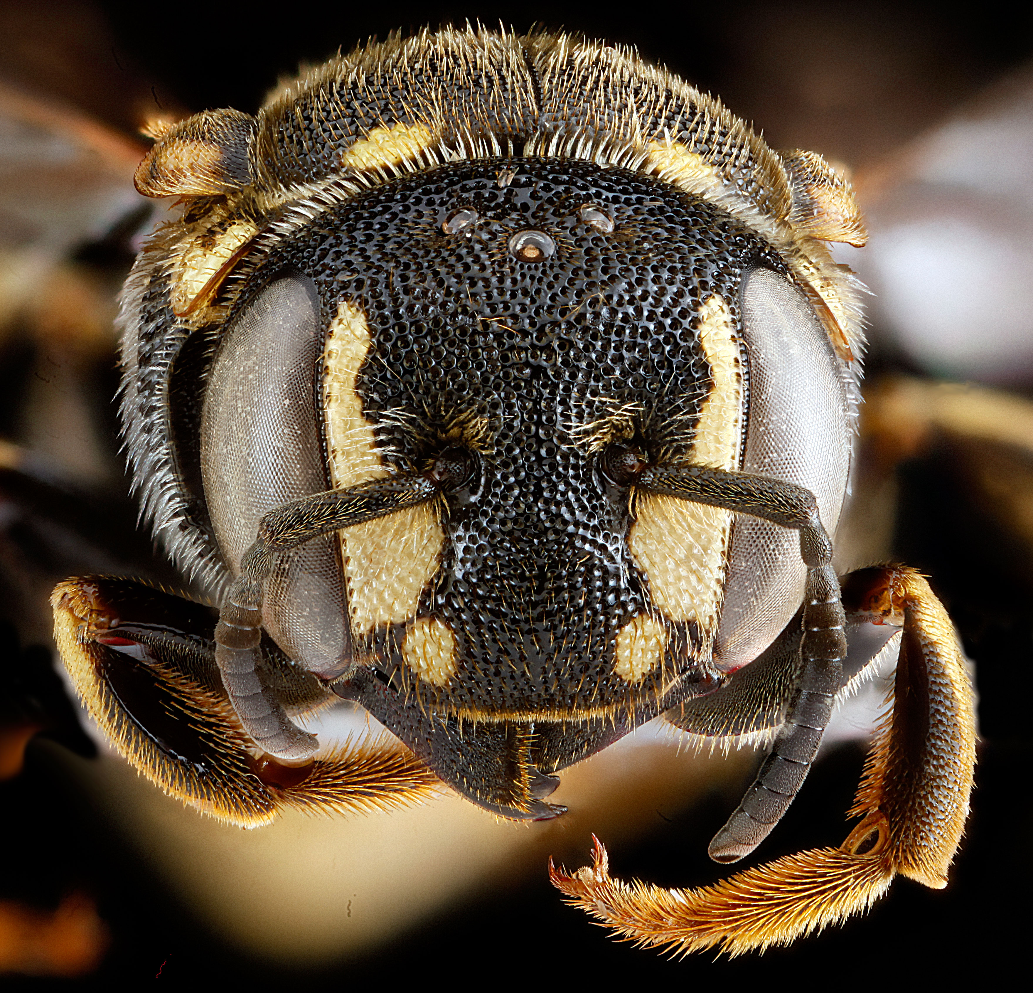 Dianthidium simile