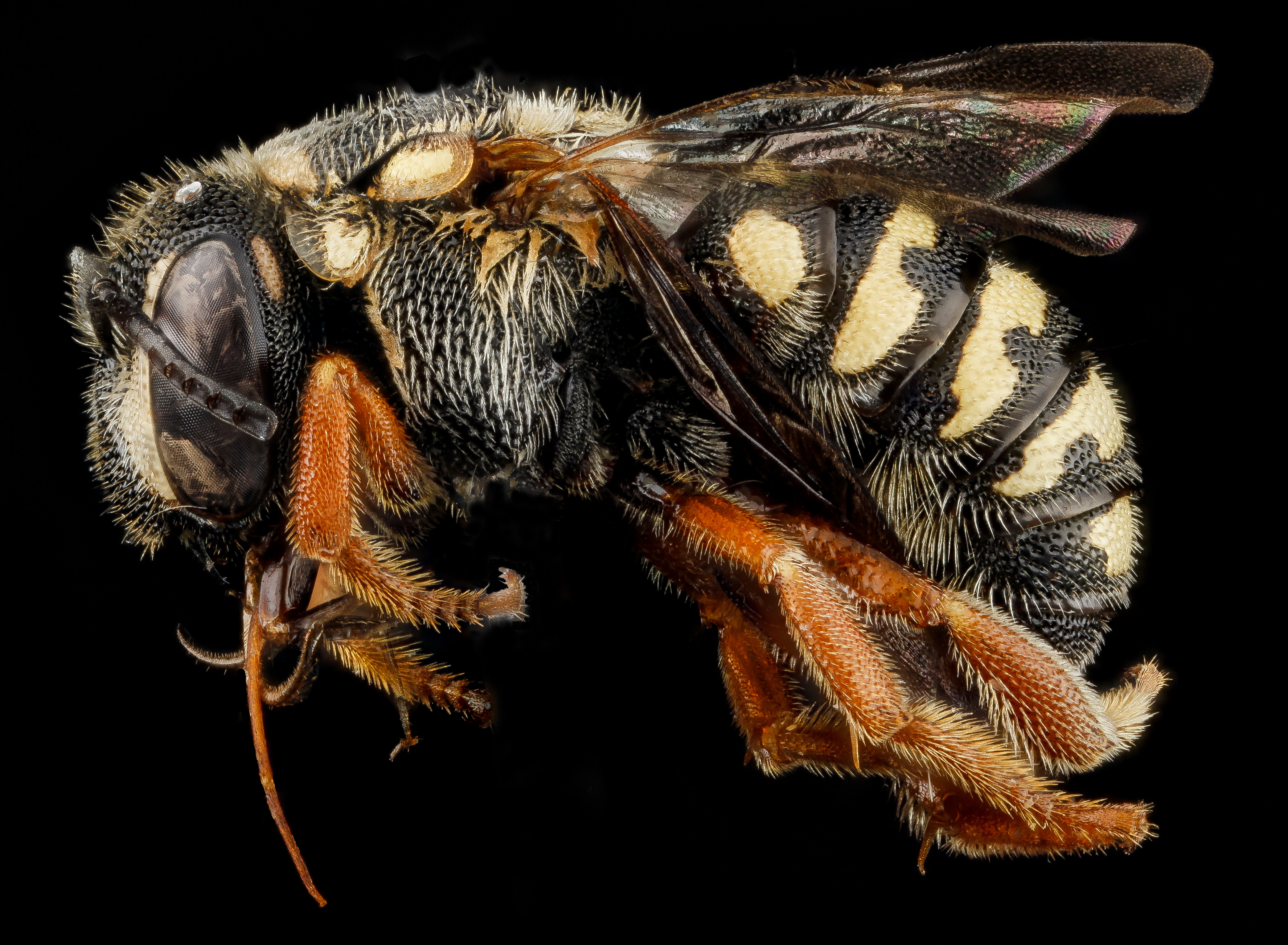 Dianthidium ulkei